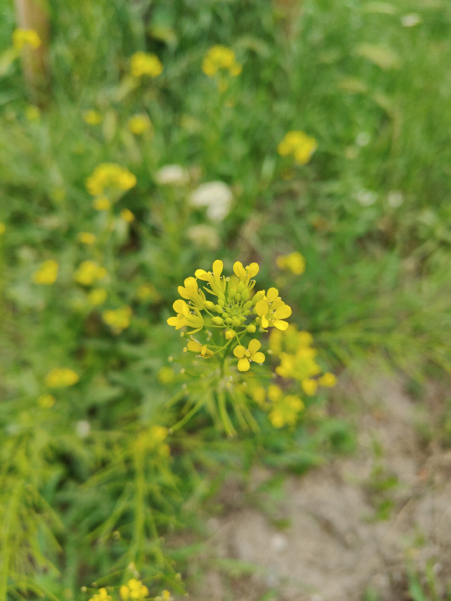 A close-up, vertical shot focuses on a cluster of small yellow flowers and green buds. The flowers are arranged in a spray on thin green stems, with some petals unfurling and others remaining closed. The background is a blur of green foliage and hints of brown soil, suggesting an outdoor, natural setting. The lighting is soft and diffused.