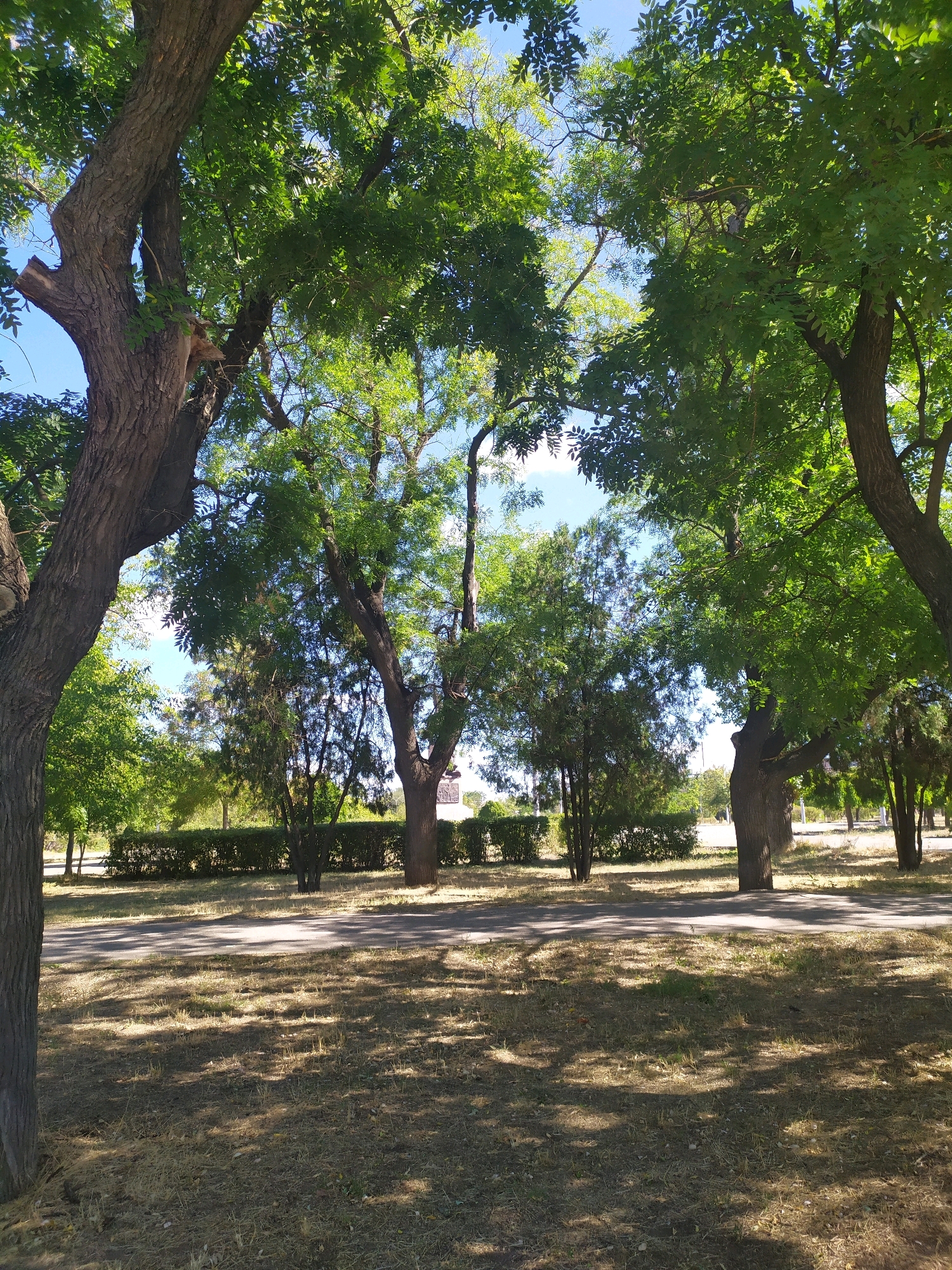 The image depicts a park scene in Mykolaiv, Ukraine, on a sunny day. In the foreground, dry, sun-baked grass is dappled with shadows cast by the overhead canopy of several large, mature trees. The trees have thick, textured bark and are lush with green leaves, suggesting a warm season. A paved pathway runs horizontally across the mid-ground, bordered by manicured green bushes. Beyond the bushes, more trees are visible, and a hint of a building with a white facade can be seen in the far right background. The sky is clear and blue. There are no people or animals present in the image, and no discernible actions or interactions are taking place. The scene appears peaceful and natural, with elements of urban landscaping.