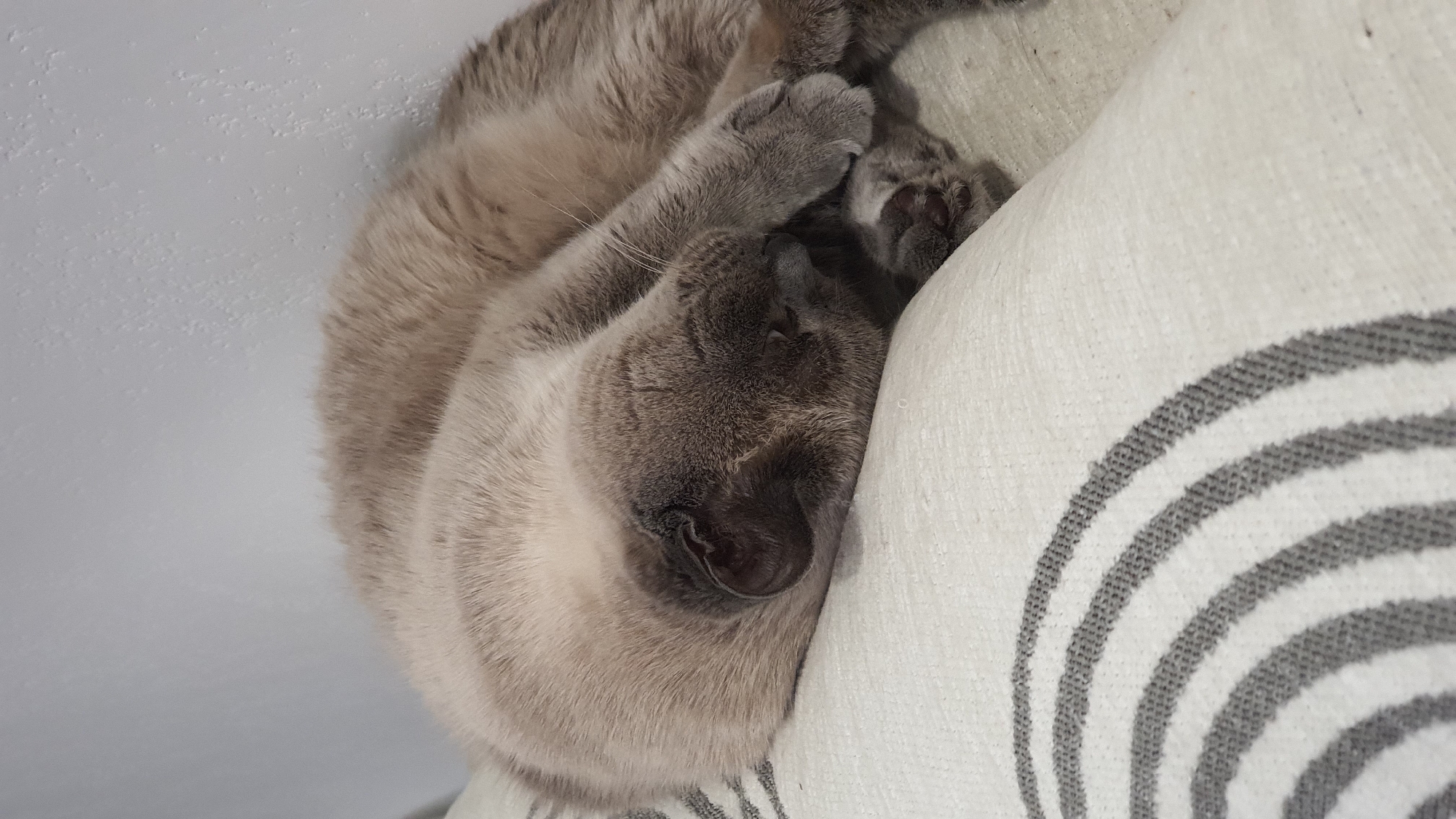 An adult, grey-furred cat is sleeping curled up on its side on a white cushion with grey stripes. The cat's face is mostly hidden, with one paw covering its eyes. The background is a plain, light-colored wall. The image does not contain any information that would allow for its location to be identified in Krasnoyarsk, Russia or anywhere else.