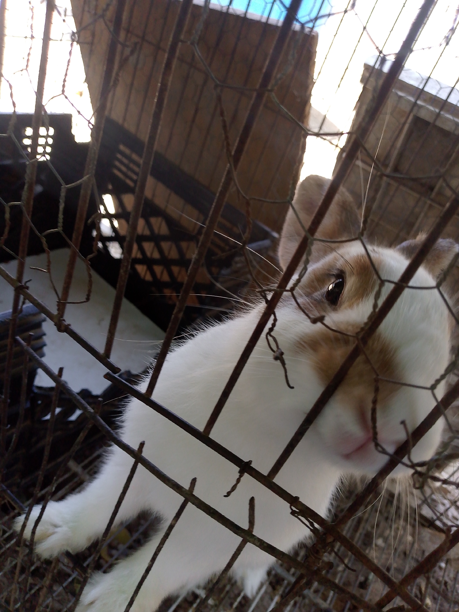 A close-up, medium-angle shot shows a white rabbit with brown markings on its head and ears, confined within a rusty metal wire cage. The rabbit is partially obscured by the bars of the cage, with its face pressed close to the wire. The background, visible through the cage, includes a dark crate and the underside of a roof structure with exposed beams or rafters. The lighting appears to be natural, possibly from an open doorway or window. The location is Juan Griego, Venezuela.