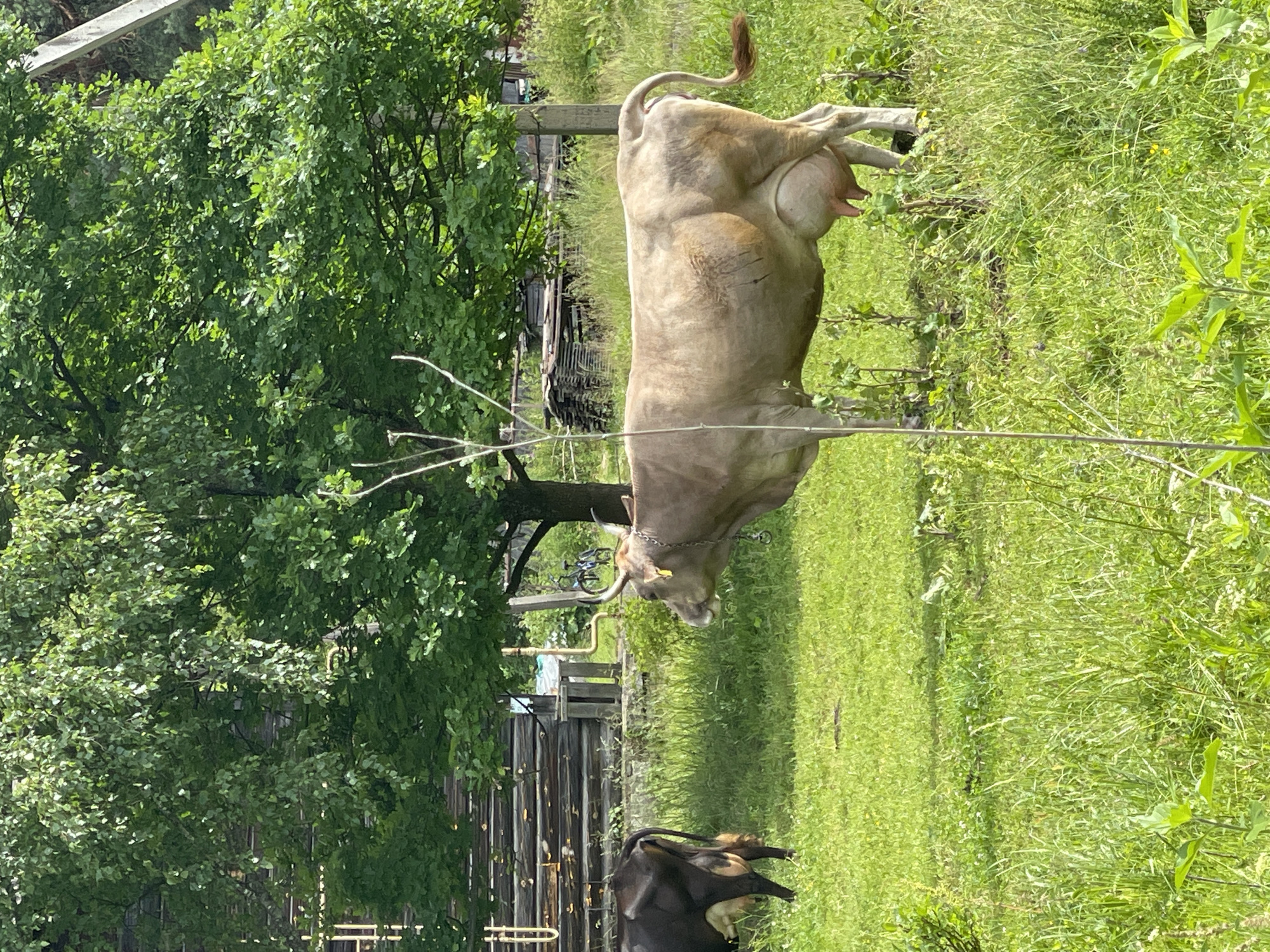 A light brown cow stands in a grassy field, facing away from the camera. Its tail curls upwards, and its udder is visible. Behind the cow, a dark brown cow lies on the grass. A large, leafy green tree is to the left of the frame, with a wooden fence and structure visible behind it. The scene appears to be a rural setting, possibly a farm, given the presence of the cows and the rustic buildings. The sun is shining brightly, casting shadows and illuminating the lush green grass and foliage, suggesting it is daytime, likely during the warmer months. There is no visible text in the image.