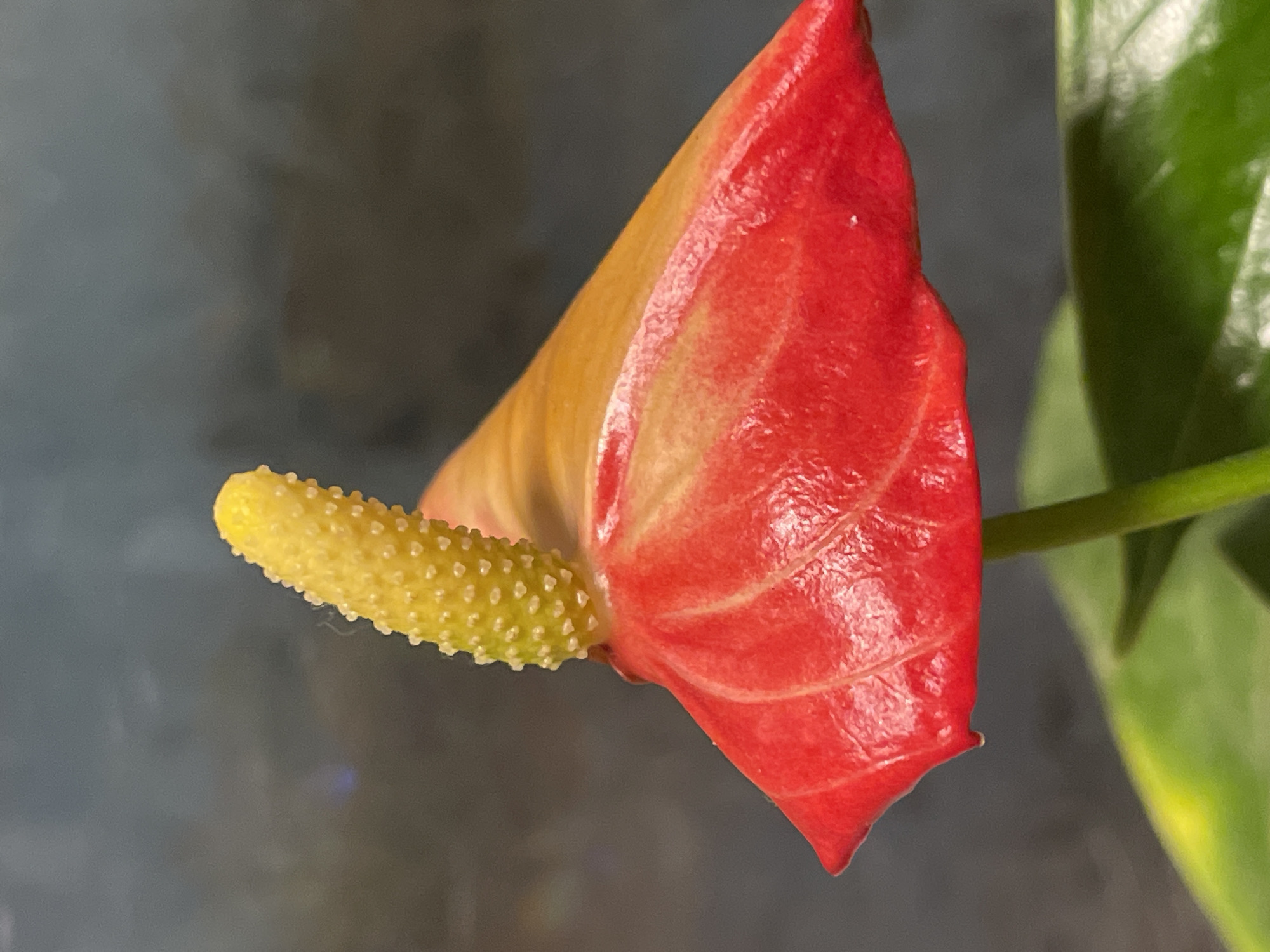 A close-up, eye-level shot shows a bright red and orange anthurium flower. The flower is the main subject, with a prominent yellow spadix extending upwards from the center. The spathe, which is the modified leaf that surrounds the spadix, is a vibrant red at the bottom and transitions to a yellowish-orange towards the top. The texture of the spathe appears waxy and smooth with visible veins. Below the flower, a portion of a glossy green leaf is visible. The background is a soft, out-of-focus dark gray, providing a strong contrast that makes the flower stand out. The image was taken indoors, likely in a home or botanical setting, and there are no people or specific landmarks visible that would indicate a location in Netanya, Israel.