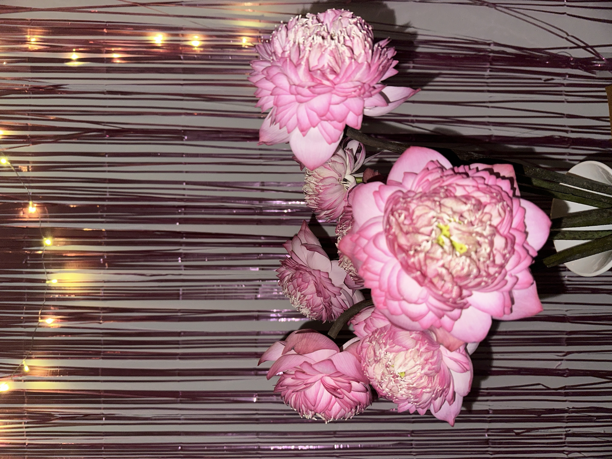 The image depicts a close-up arrangement of pink lotus flowers, likely Nelumbo nucifera, against a backdrop of horizontal silver and purple lines. The lighting is dim, with small yellow lights adding a warm glow to the scene. The arrangement consists of multiple blooms in varying stages of opening, positioned at different angles. The flower stems are visible, gathered together in a white vase or container, suggesting this is a staged or decorative display. The background creates a textured and somewhat reflective surface.
While the image suggests a location in Thủ Đức, Vietnam, there's insufficient information to pinpoint the exact location or specific objects. The image likely reflects a detail of a setting that is significant, such as an event setting.