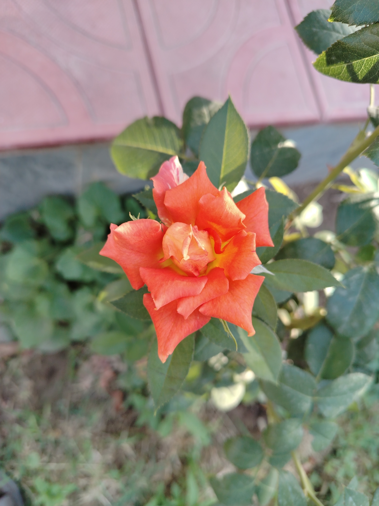 A close-up, high-angle shot focuses on an orange rose bloom. The rose is in the center of the frame, with its petals unfurled and layered. The outer petals are a vibrant orange, transitioning to a lighter yellow-orange towards the center of the bloom. Green leaves surround the rose, with some slightly out of focus in the foreground and background. A pale pink wall with a geometric pattern is visible in the upper left quadrant of the image, and the ground appears to be a mix of soil and green foliage. The scene is set outdoors, likely in a garden or park.