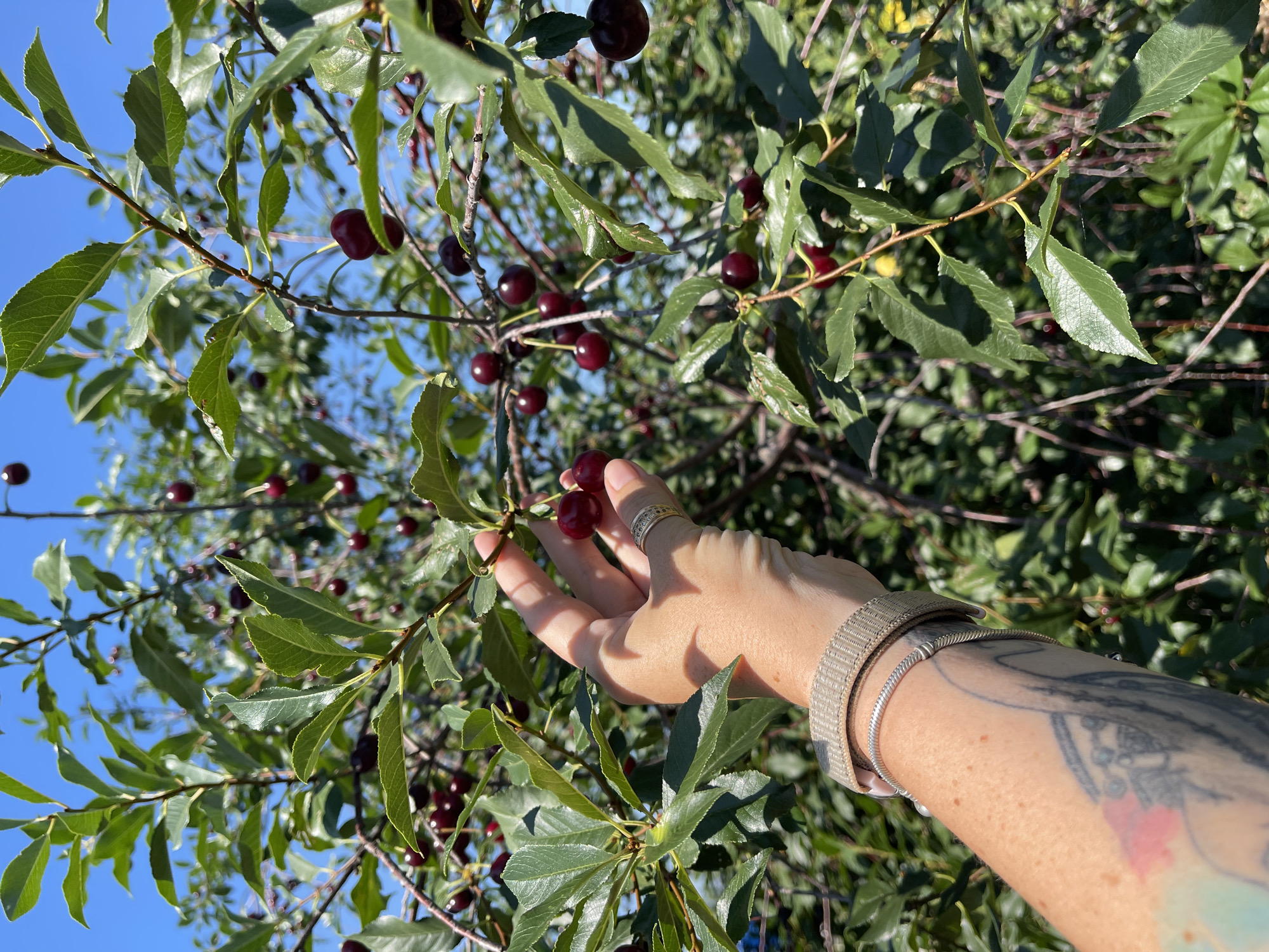 A person's hand with rings and bracelets is reaching for a cluster of ripe, dark red cherries on a tree branch. The background is filled with more cherry branches, leaves, and a bright blue sky. The scene appears to be in an outdoor setting, likely a cherry orchard or a garden, on a sunny day. The location is specified as Tataraskaya Kargala, Russia.
