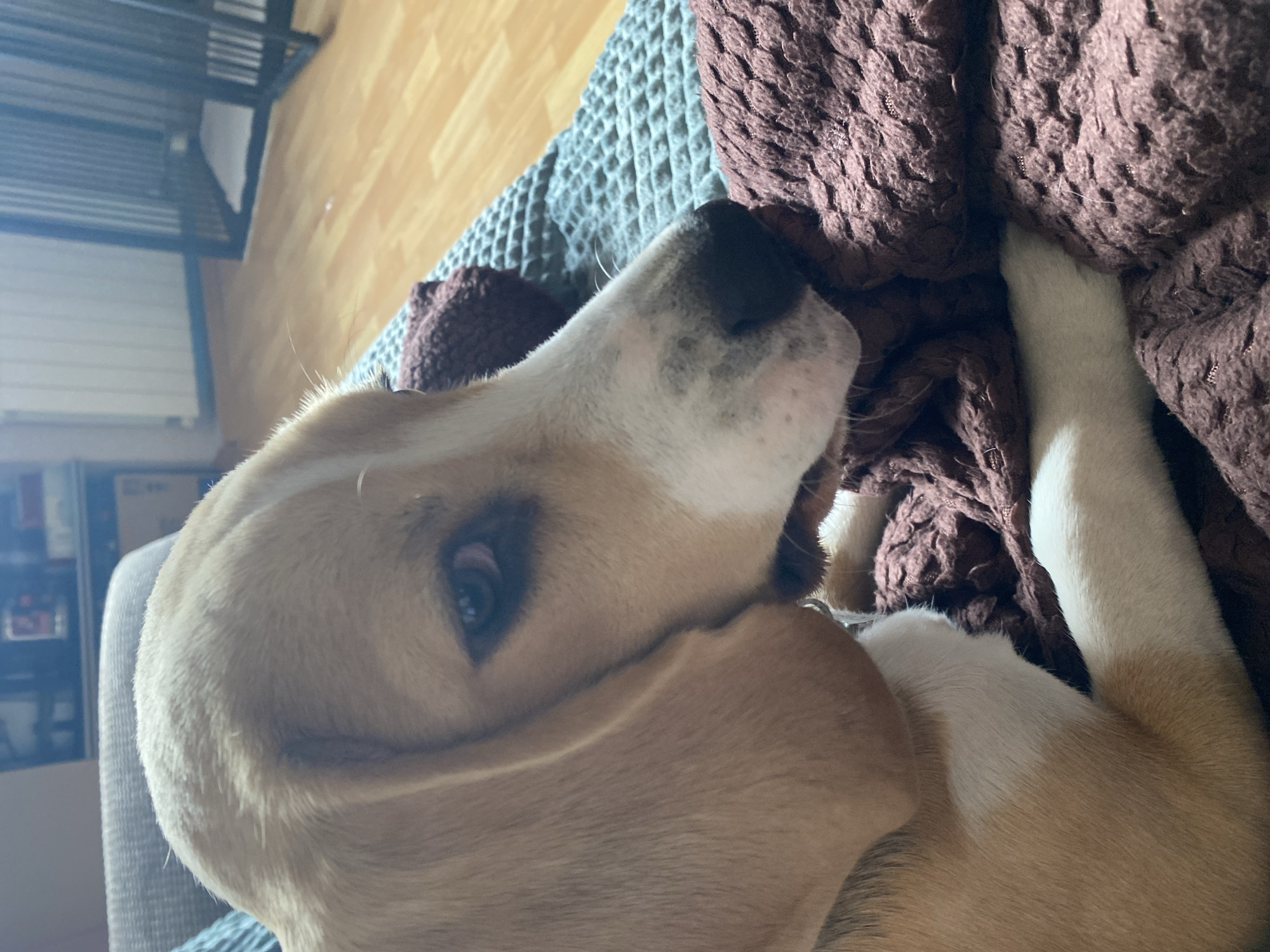 The image shows a close-up of a beagle puppy resting on a textured, dark purple blanket. The puppy's head is turned to the right, with its brown eyes visible. Its nose is dark, and white fur is visible on its snout and chest. The puppy appears to be resting its head on or near the blanket. The background is blurred, but shows a wooden floor and what appears to be a dog crate. There is no indication of the city of Perm, Russia, or any other specific location in the image.