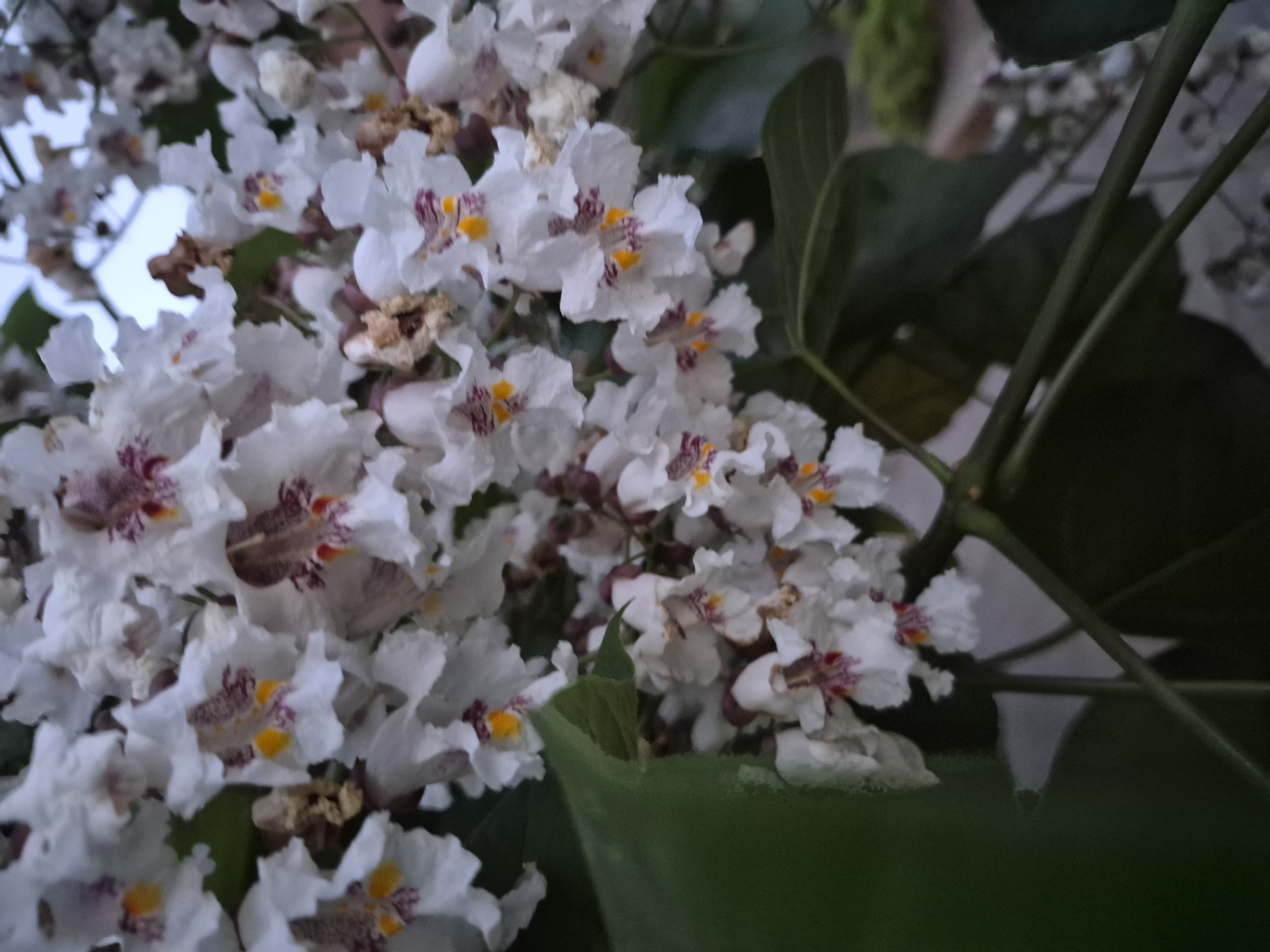 This is a close-up, eye-level, vertical shot of a cluster of white flowers with purple and yellow markings, likely on a tree. The flowers are bell-shaped with ruffled edges. Some of the flowers are fully open, revealing their inner structures, while others are still in bud. The background is blurred, showing hints of green leaves and a pale sky. The lighting suggests it may be dusk or early morning. The image is devoid of any human presence or urban context.