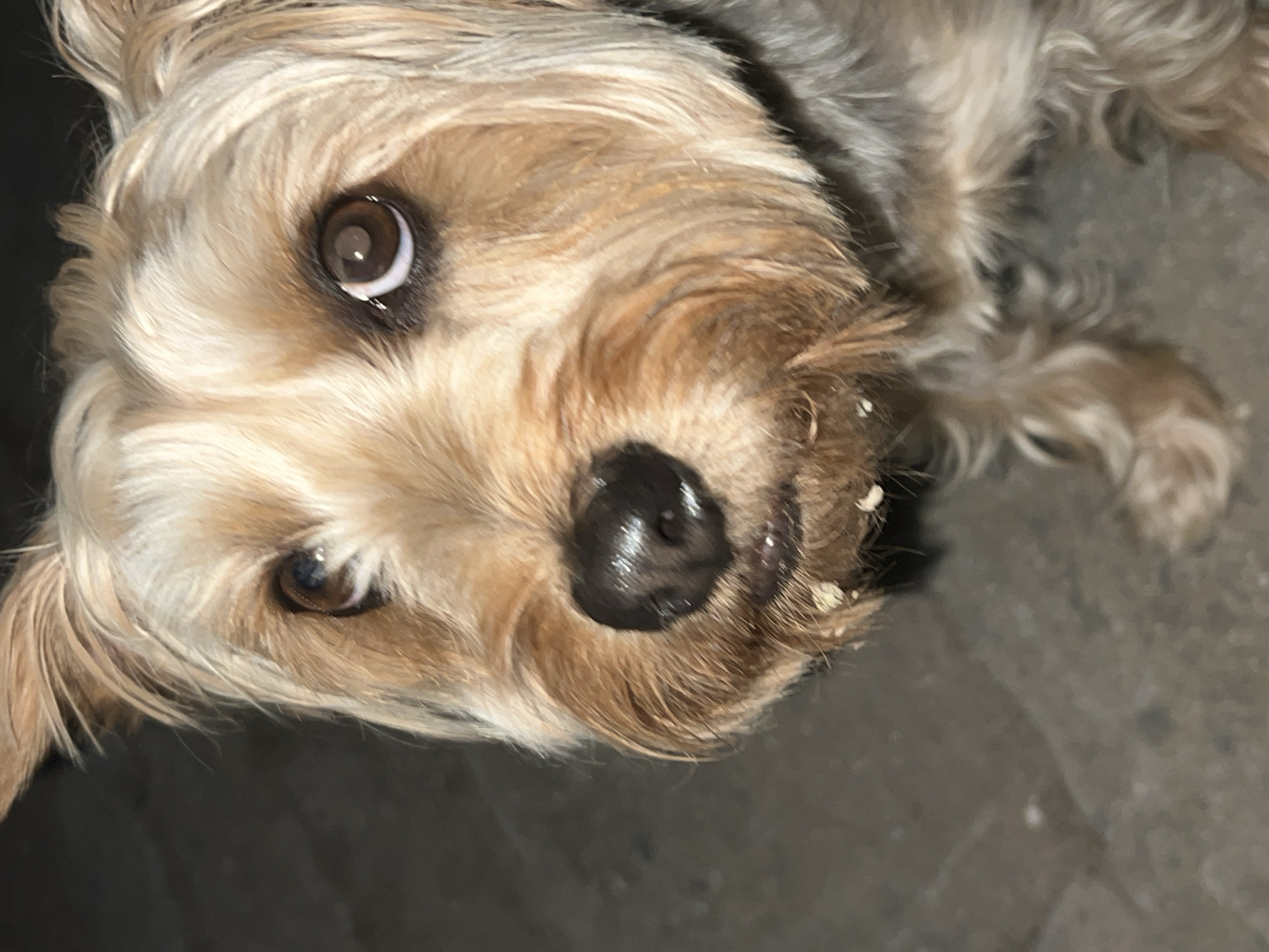 A close-up, low-angle, eye-level shot shows the face of a small dog with tan and gray fur. The dog has dark brown eyes and a black nose. There are small pieces of food stuck to its muzzle and around its mouth. The dog is looking upwards and slightly to the left. The background is a dark, textured surface, possibly concrete or pavement. The scene is outdoors, and the lighting suggests it is either early morning or late evening. The location is Akandzhievo, Bulgaria.