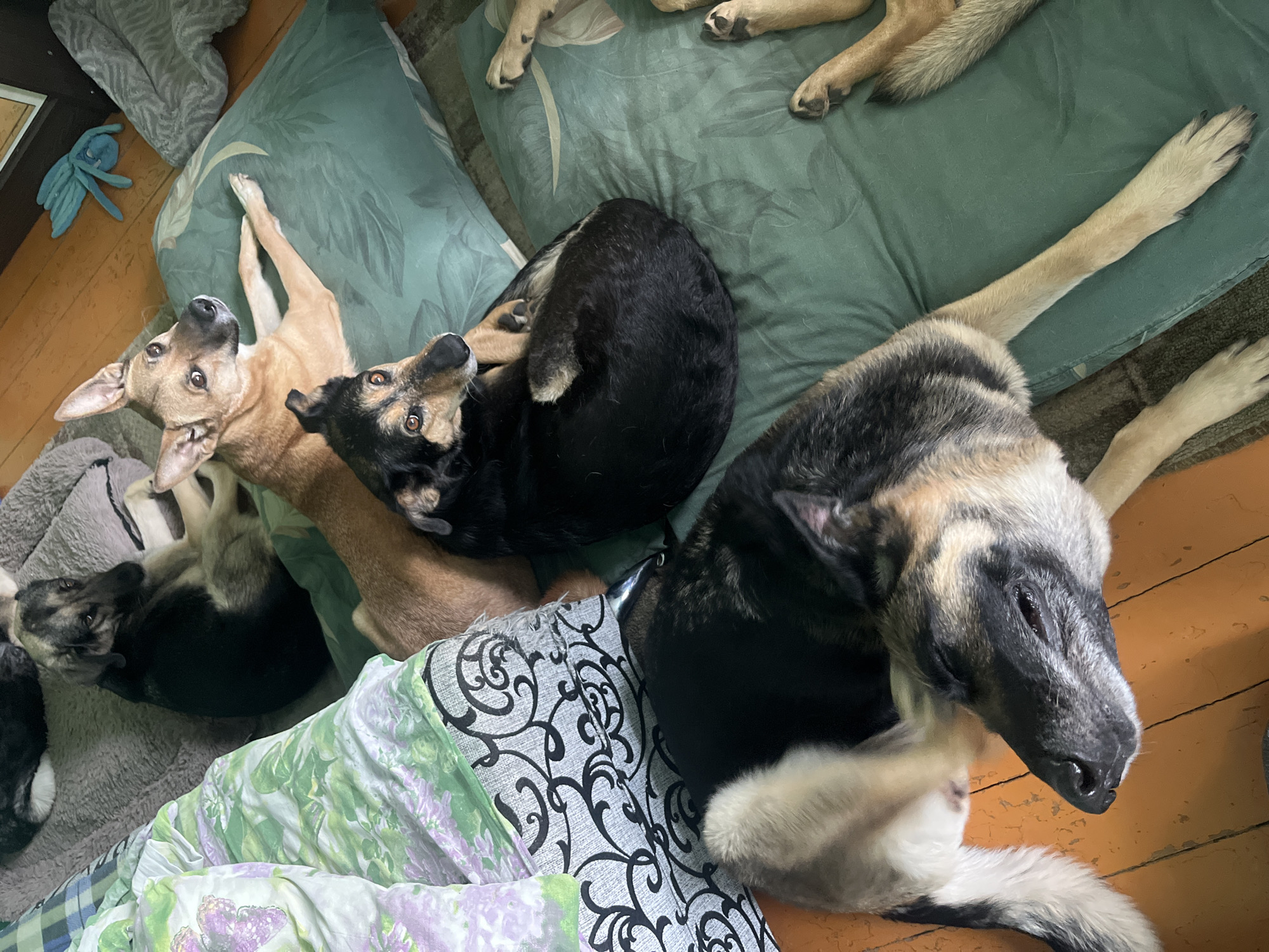 The image shows a collection of dogs resting on a bed or couch. There are at least four dogs visible. One is a light brown, short-haired dog lying on a green pillow with a leafy pattern, looking up at the camera. Another dog, black with tan markings, is curled up next to the brown dog. A larger dog, possibly a German Shepherd mix with black and gray fur, is sprawled out with its head resting near the bottom right of the frame. Another dog lies near the left edge, partially obscured. The dogs are on a bed with a green and white patterned cover and green pillows. The floor appears to be wooden. The location is not discernible from the image. It's impossible to determine the location within Nizhny Tagil, Russia, without additional context.