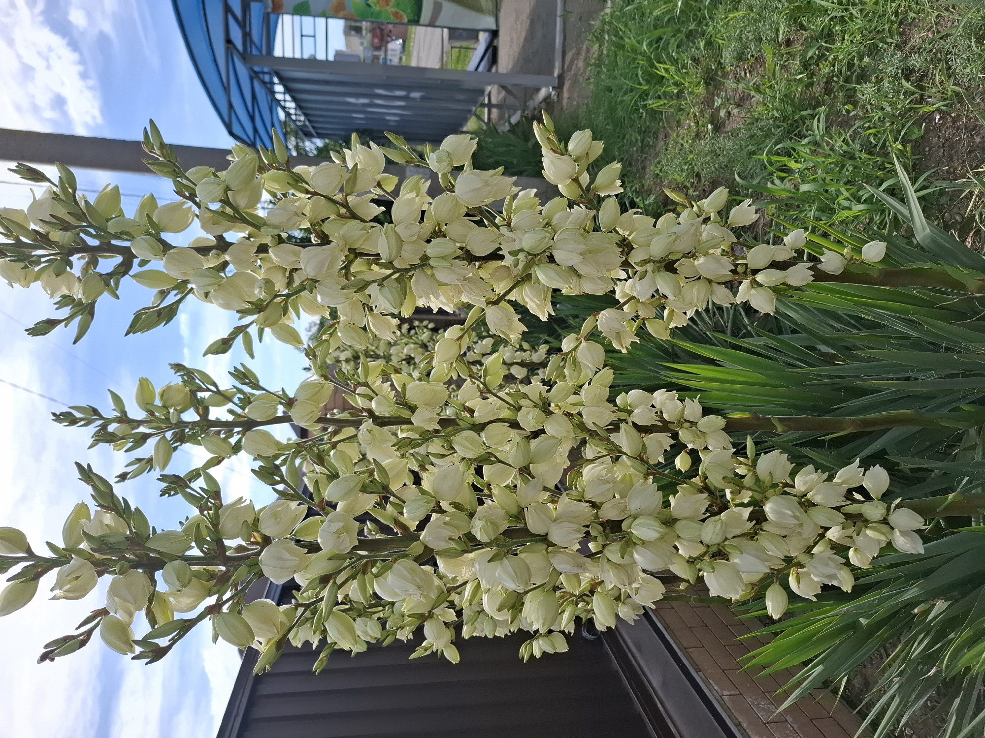 The image depicts a close-up view of several tall stalks of white yucca flowers in bloom. The flowers are bell-shaped and are clustered densely along the stems. The plants have sword-shaped, green leaves at their base. In the background, a brown fence is visible on the left, and a blue canopy structure supported by metal poles is on the right. The ground is covered with green grass and some bare soil. The sky above is blue with scattered white clouds. The scene appears to be an outdoor setting, possibly a garden or yard, in the city of Korenovsk, Russia. There are no people or animals visible in the image.