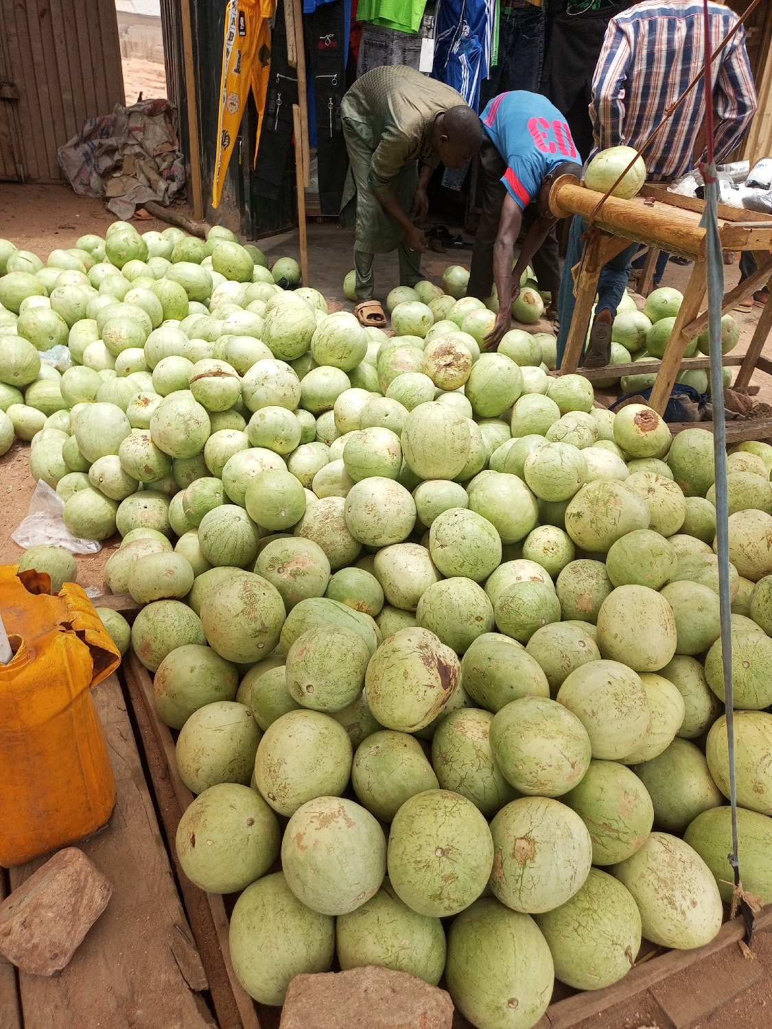 This image depicts a vibrant outdoor market scene, likely in Tempure, Nigeria, under bright daylight. The foreground and middle ground are filled with extensive piles of light green, round fruits, resembling watermelons or large gourds, resting on the ground and wooden planks. Many of the fruits display natural variations in color and some minor blemishes.
Three men are engaged in activity within the market. On the left, a man wearing a light olive-green tunic and pants with sandals is bent over, appearing to sort or inspect the fruits. In the center, another man, dressed in a blue t-shirt and dark pants, is also crouched down, reaching into a pile of the green produce. To the far right, a third man, partially visible in a plaid shirt with blue, white, and brown stripes, stands near a simple, rustic wooden stand which holds one of the fruits.
In the background, a market stall or shop entrance is visible, adorned with various clothing items such as t-shirts and pants in shades of yellow, blue, black, and green, hanging for sale. To the left of the fruit piles, a bright yellow plastic jerrycan sits on the wooden planks, accompanied by a couple of reddish-brown rocks. The ground beneath the market appears to be dry dirt or sand, typical of an outdoor market setting. The scene captures the everyday operations of a bustling marketplace. No visible text is clearly legible in the image.