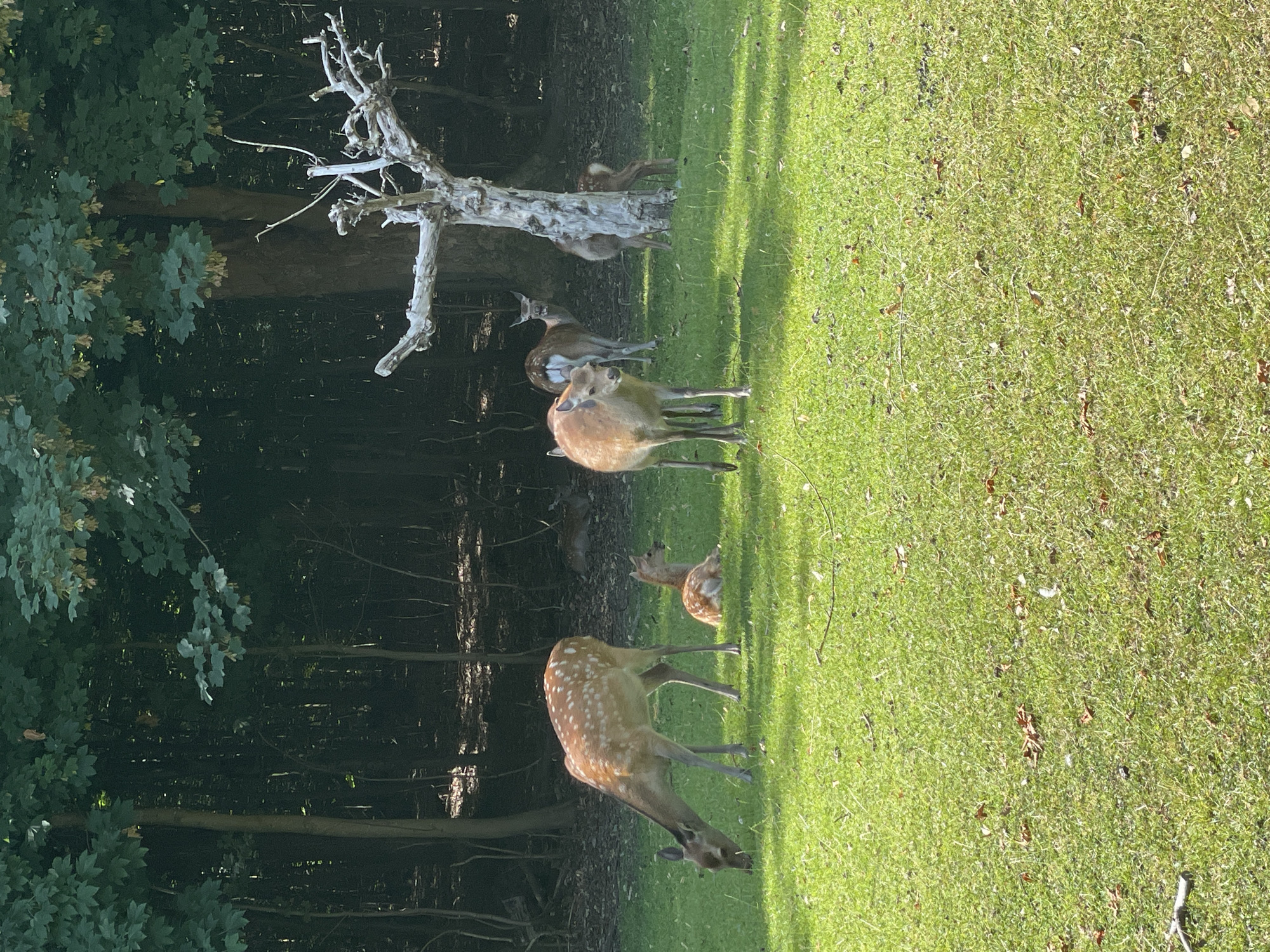 The image depicts a herd of deer grazing and resting in a grassy clearing at the edge of a dense forest. The deer are primarily spotted, indicating they are likely fallow deer. In the foreground, one deer is seen with its head down, eating grass, while another young deer lies down on the grass. Further back, several other deer are visible, some standing and one partially hidden behind a gnarled, leafless tree. The forest provides a dark, shaded backdrop, with sunlight dappling the grassy area. The scene is tranquil and appears to be set in a natural park or wildlife reserve. Given the location request, this scene is likely from the Deer Park (Dyrehaven) in Aarhus, Denmark, a popular area known for its resident deer population.