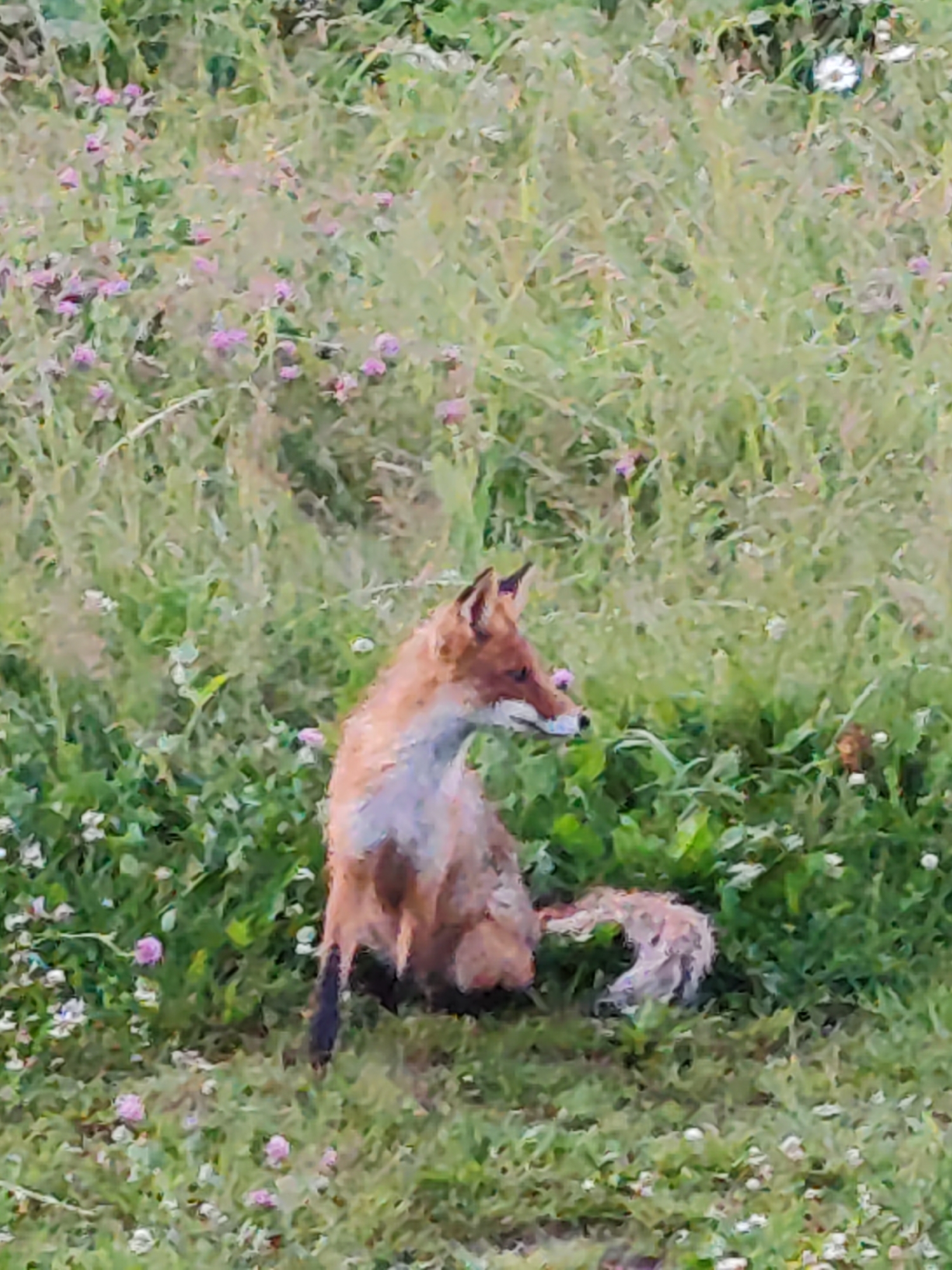 A red fox is sitting in a grassy field with small pink and white flowers. The fox is facing to the left and its tail is curled up behind it. The field is green with patches of yellow and brown from dry grass. The background is filled with more grass and foliage. The image appears to be taken during daylight.