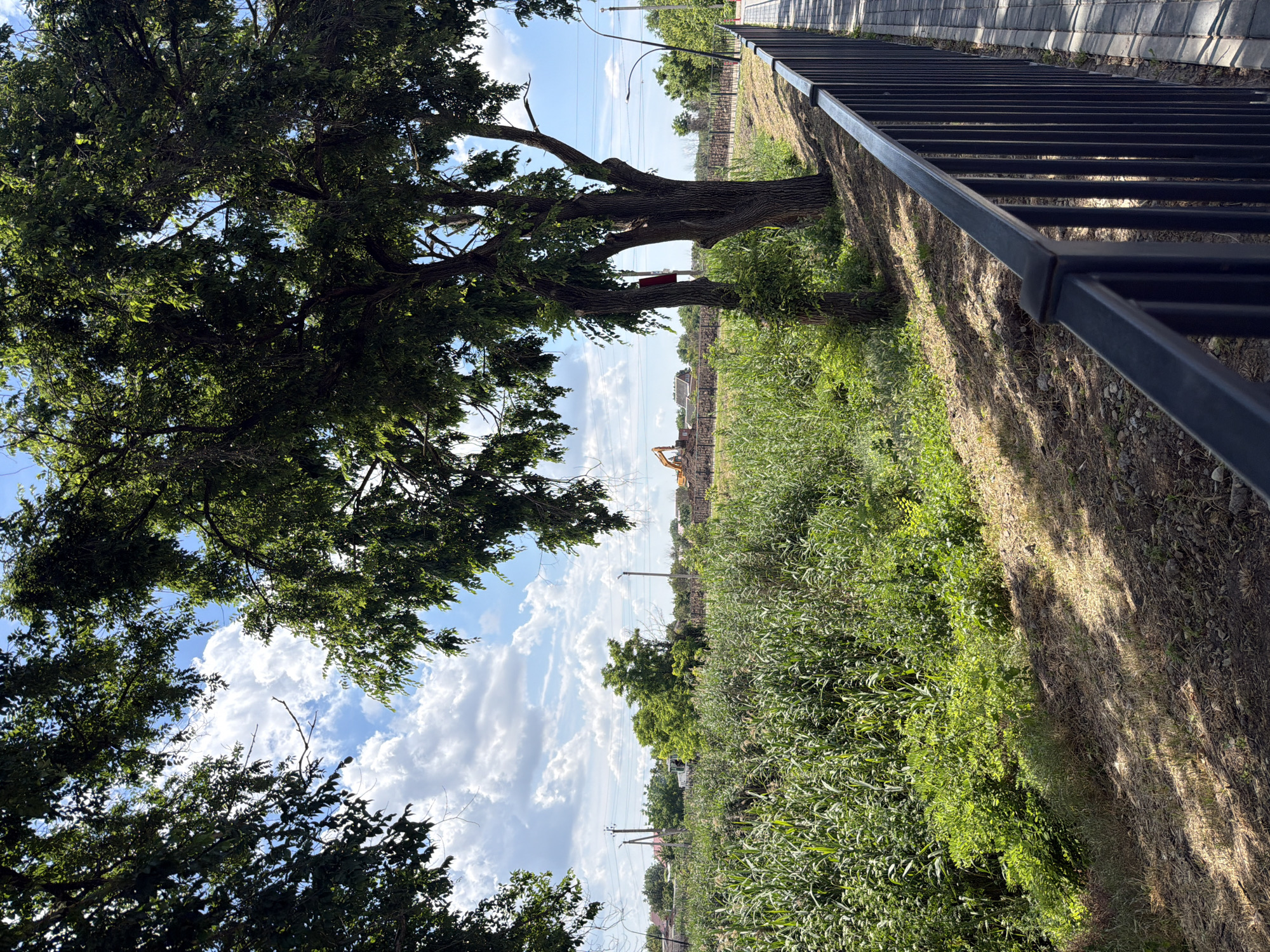 The media file depicts a bright, sunny day in a rural or semi-rural setting, likely in Leningradskaya, Russia. The image is oriented vertically, with the sky taking up a significant portion of the frame. Lush green trees, with dense foliage, dominate the left side of the image, their branches reaching towards the bright blue sky dotted with fluffy white clouds.
In the mid-ground, a large, gnarled tree with a thick trunk stands prominently, casting shadows on the ground. A small, red bird feeder is attached to one of its branches. Beyond the tree, a field of tall, green grass and other vegetation stretches into the distance. In the far background, a construction site is visible, with yellow heavy machinery, possibly an excavator, at work. Power lines and poles are also present, suggesting the proximity of a settlement or infrastructure.
A black metal fence runs along the right side of the image, bordering a paved walkway or path constructed of interlocking grey pavers. The ground alongside the fence is dry and covered with scattered leaves and shadows, indicating the time of day is likely late morning or afternoon when the sun is high and casting distinct shadows. The overall mood is one of a peaceful, natural environment with hints of human activity and development in the background. There is no visible text in the image.