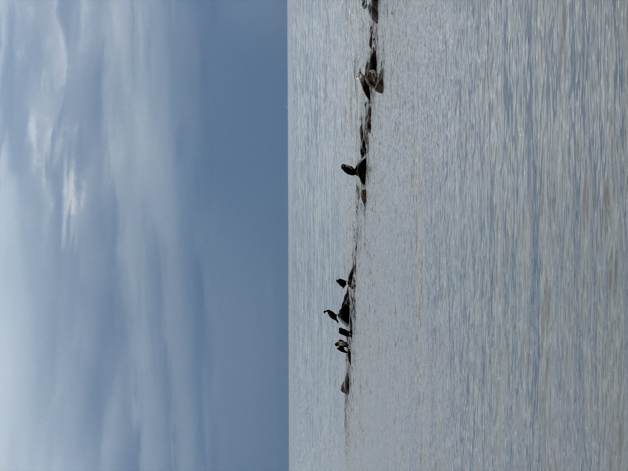 A group of cormorants and seagulls are perched on rocks in the calm waters of the Gulf of Finland, near Komarovo, Russia. The sky is overcast with dark, layered clouds. The water is a dull blue-grey, reflecting the muted sky. The rocks are dark and smooth, emerging from the water at varying heights. Several cormorants, identifiable by their dark plumage and upright posture, are scattered across the rocks. A few seagulls, with their lighter coloring, are also visible. The scene conveys a sense of quietude and natural observation.