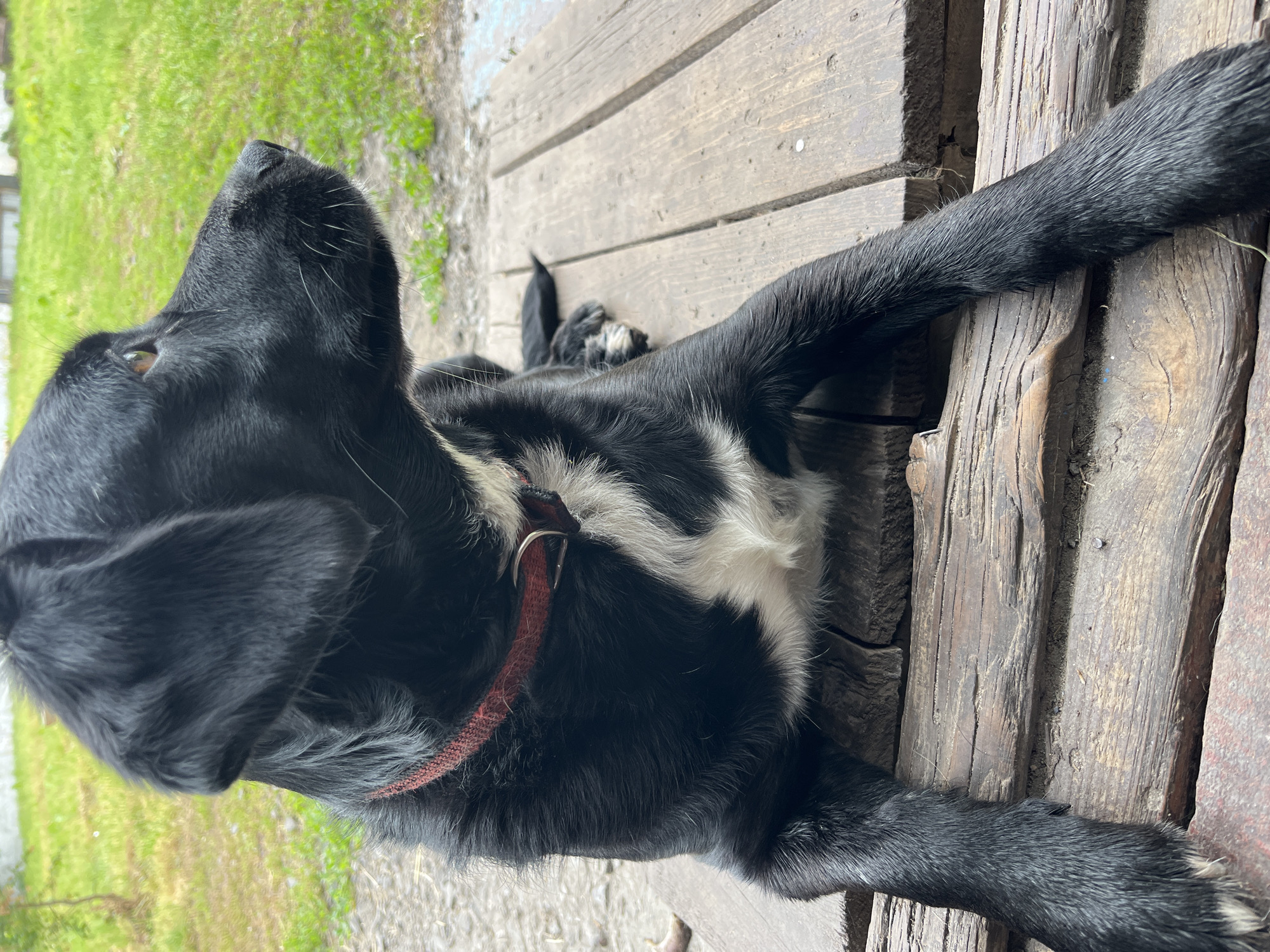 A medium shot shows a black dog lying on a wooden platform outdoors. The dog is facing to the right, with its head slightly tilted up. It has a white patch of fur on its chest and a red collar around its neck. The background is blurred and shows green grass and some trees. The lighting is natural and suggests an overcast day. The scene appears to be in a rustic outdoor setting, possibly a backyard or a park. There are no people visible in the image.