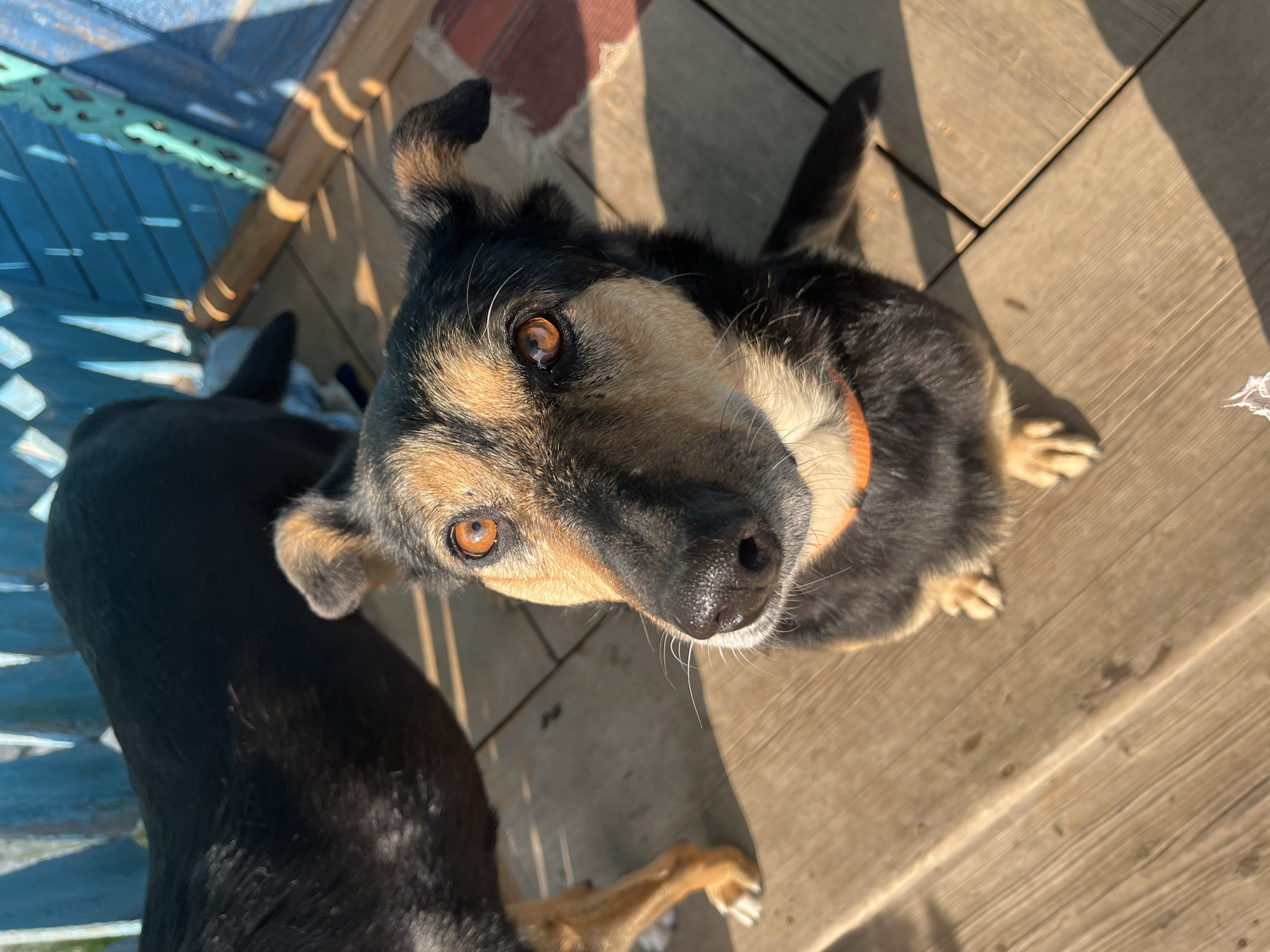 The image depicts two dogs on a wooden deck. The foreground dog is a medium-sized breed with black and tan fur, wearing an orange collar, and looking up towards the camera. Its eye color is brown. A second, mostly black dog with tan markings is partially visible in the lower left corner of the frame. Sunlight casts shadows across the wooden planks of the deck. Blue-painted wooden elements, possibly part of a structure or furniture, are visible in the upper left. There are also pieces of debris, possibly fabric scraps, in the upper center. There is no specific information that allows identification of the city.