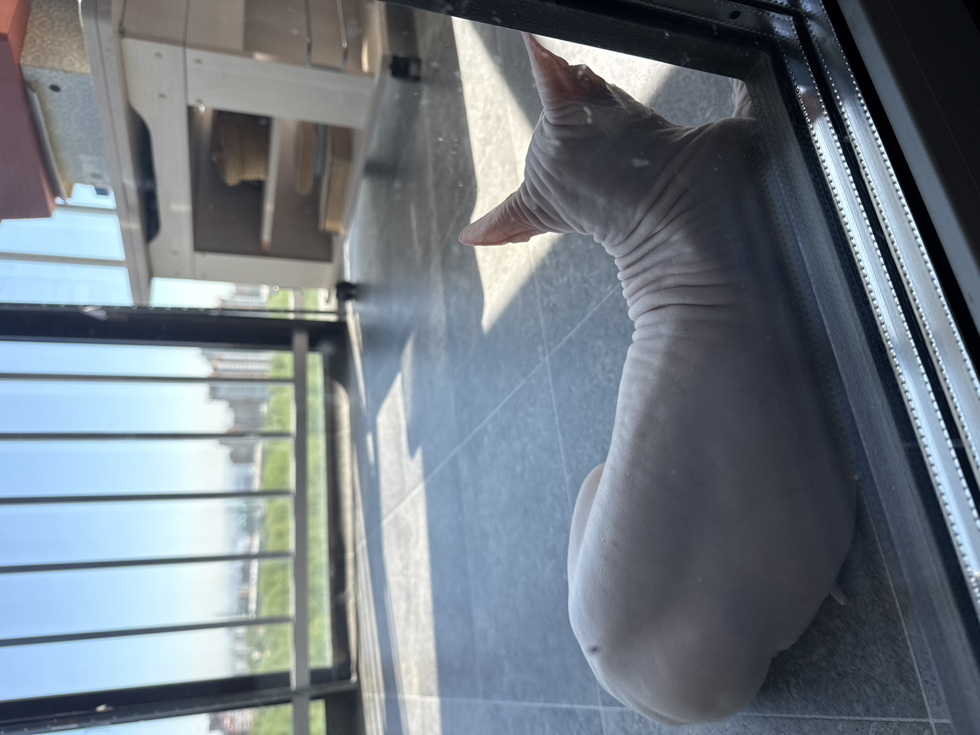 A light-skinned Sphynx cat sits on a grey tiled floor, gazing out through a large window or balcony door. The cat is seen from behind and to the side, highlighting its hairless body and distinctive wrinkled skin around its neck and ears.
Bright sunlight streams into the room, casting sharp, elongated shadows across the floor. The window features a dark frame, possibly metal or plastic, with a textured inner lining. Through the glass, a clear, sunny daytime view of a city is visible, featuring distant buildings and green trees under a blue sky. Horizontal bars are present outside the window, suggesting a balcony or protective railing.
In the upper left portion of the image, a light-colored piece of furniture, possibly a shelf or cabinet, is partially visible, either reflected in the glass or situated behind the window's upper panel. The scene conveys a calm moment, with the cat observing its surroundings from an indoor vantage point in what is likely an apartment in Krasnoyarsk, Russia. There is no visible text in the image.