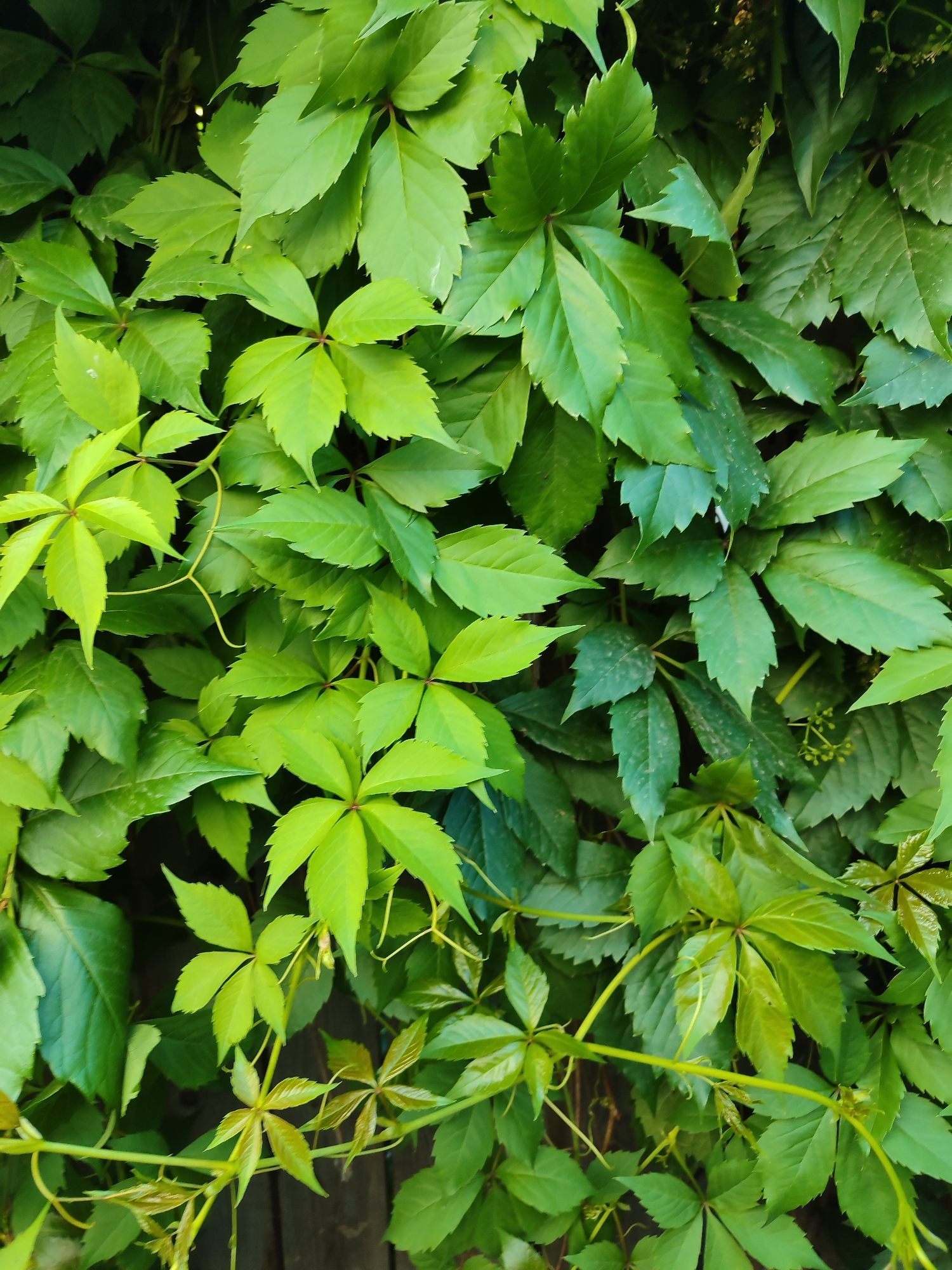 A wall of vibrant green Virginia creeper foliage covers a wooden surface. The leaves are palmate, with each leaf composed of five to seven leaflets that have serrated edges. The varying shades of green indicate different stages of growth and light exposure. Some leaves are a brighter, almost lime green, while others are a deeper, richer green. Tendrils of the vine are visible, weaving through the leaves and extending outwards. In the background, glimpses of a dark, wooden fence can be seen through the dense foliage. The scene appears to be an outdoor urban setting, likely a garden or a wall in the city of Chaikovsky, Russia. No people or animals are present in the image.
