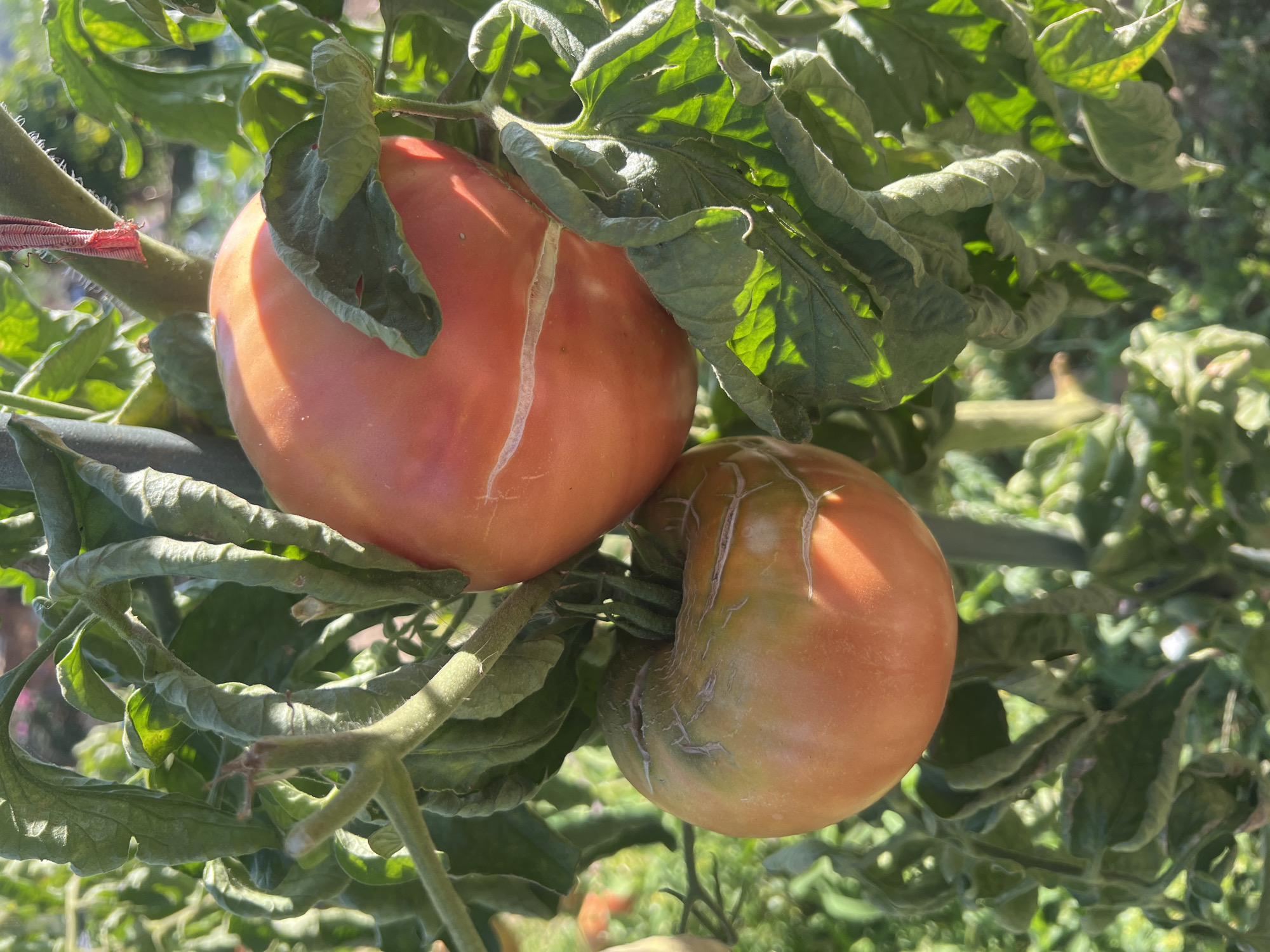 A close-up shot features two ripening tomatoes on a vine. The larger tomato, positioned at the top, is a vibrant reddish-orange and exhibits a distinct crack across its surface. Below it, a second tomato, slightly smaller, is a mix of green and orange with a similar crack. Both tomatoes are surrounded by lush green foliage, with some leaves appearing wilted and curled. The background is softly blurred, suggesting an outdoor setting with dappled sunlight filtering through the leaves. The image is captured from a slightly downward angle, focusing on the fruit and vine.