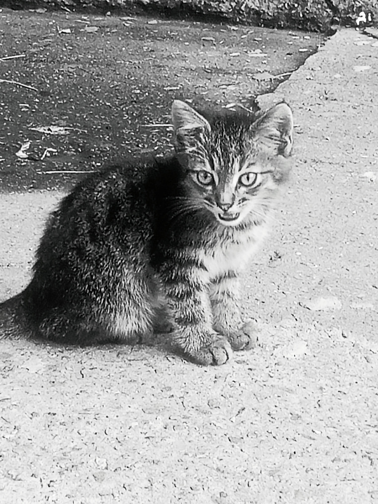 A black and white photograph shows a tabby kitten sitting on a concrete surface. The kitten is facing the camera, with its mouth slightly open, revealing its teeth. Its fur is striped, and its eyes are wide open and alert. The concrete surface appears to be part of a sidewalk or pathway, with some debris scattered on it. In the background, there is a dark area that could be a patch of grass or dirt. The overall impression is of a young, wild animal in an urban environment. The image is from Pivdennoukrainsk, Ukraine.