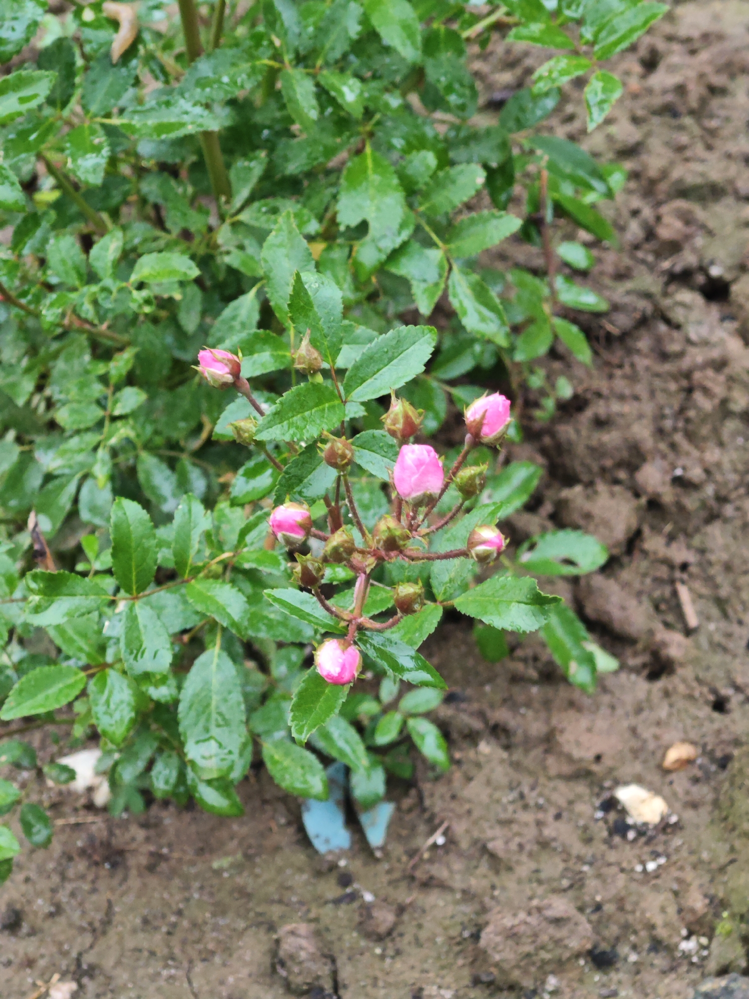 The image shows a close-up view of a small rose bush with several pink buds and some leaves. The leaves are green and appear wet, possibly from rain. The rose bush is planted in brown soil, which looks moist and contains small pebbles. There are no people or animals visible in the image. The scene is located in Лужники Снт, Russia.