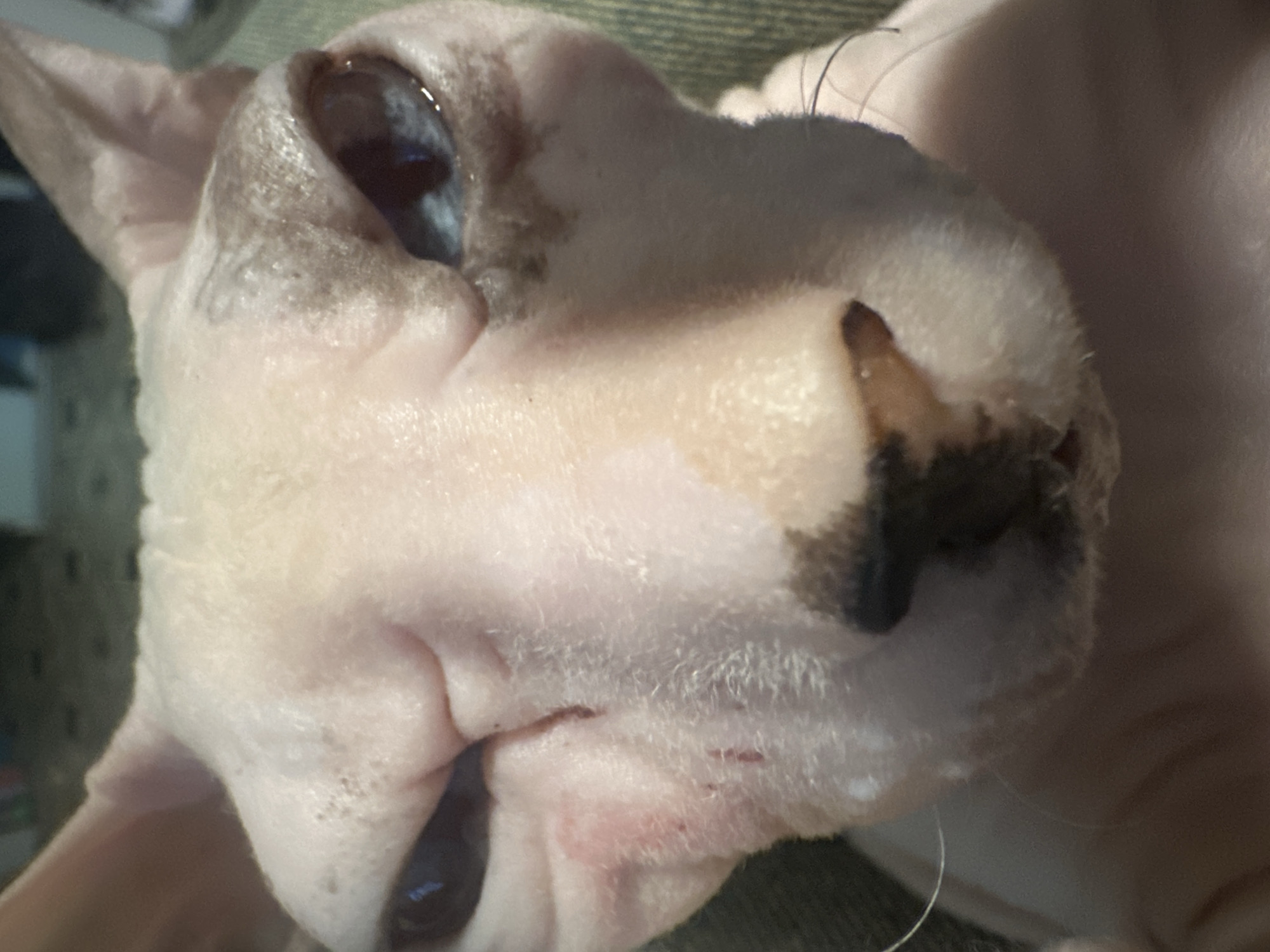 The image is a close-up, low-angle shot of a Sphynx cat's face. The cat is light-skinned with some dark markings around its eyes and nose. Its eyes are dark and appear somewhat watery. The cat's ears are large and pointed. The background is blurry and suggests a domestic setting, possibly a couch or bed, with a greenish texture. The lighting is dim, creating shadows on the cat's face, and the overall mood is intimate and naturalistic. The image focuses on the cat's features, highlighting its unique appearance. There is no visible text in the image.