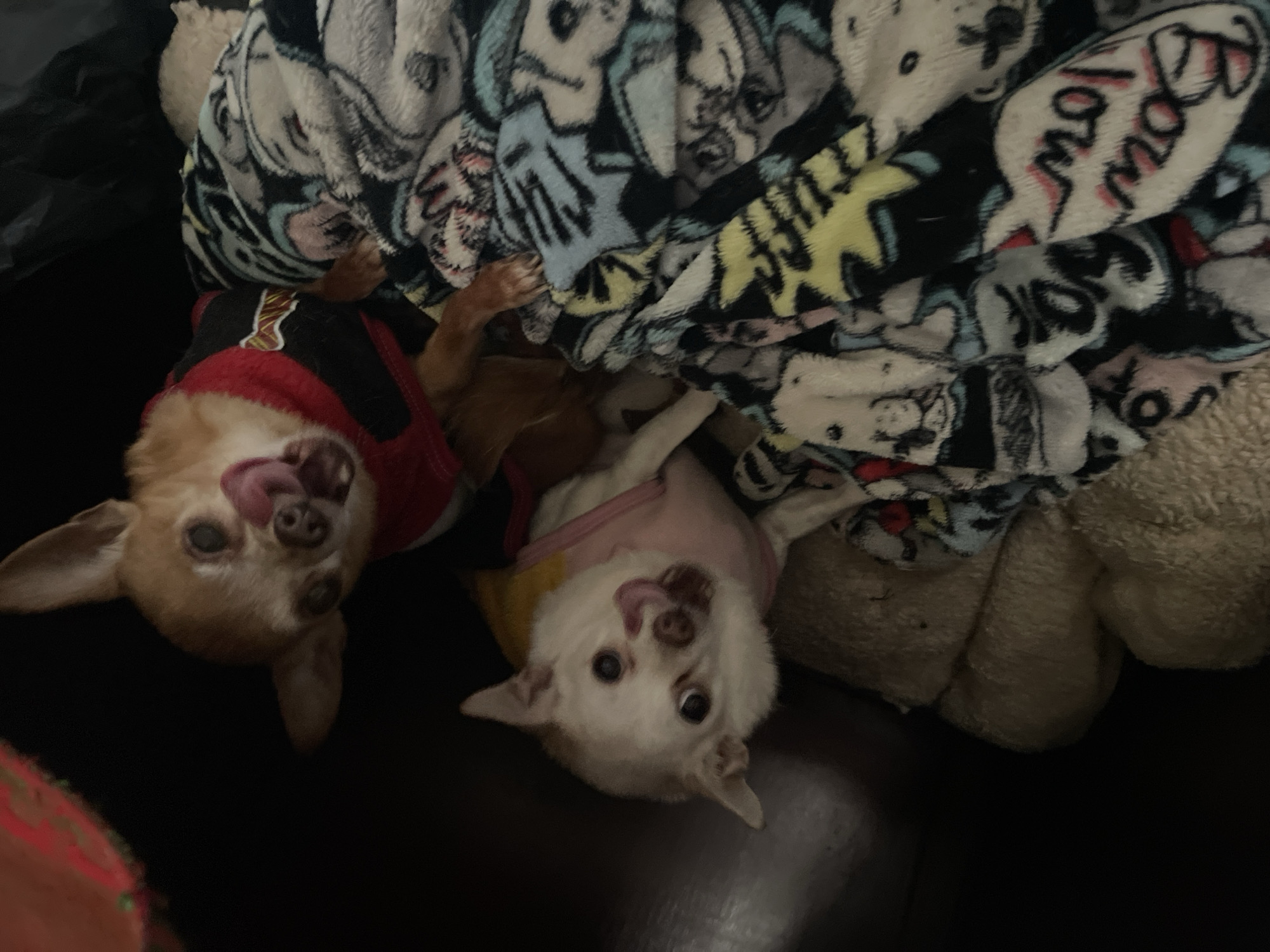 Two small dogs are visible in the image. One dog, wearing a red and black garment, is brown, and the other dog, wearing a pink garment, is white. Both dogs are licking their faces. A cartoon-print blanket is draped over them. The scene is indoors, on what appears to be a dark-colored surface, possibly a couch or floor. There is no information in the image to indicate a location in Bogota, Colombia.