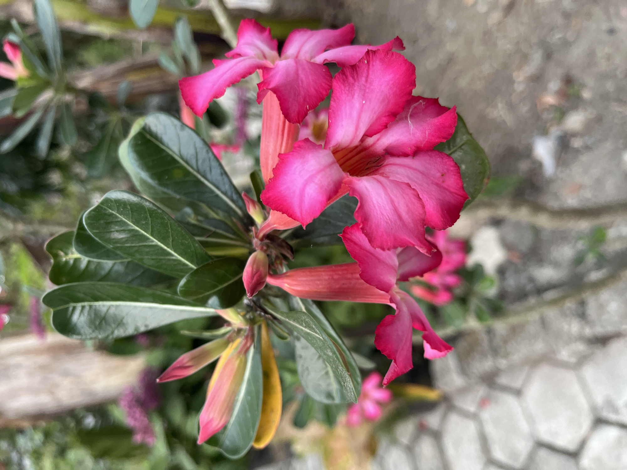 In Kemangguhan, Indonesia, a close-up photograph captures a cluster of vibrant pink desert rose flowers. The blooms, with their ruffled petals, are the primary focus, showcasing a gradient of deep pink to lighter shades at the edges. Several buds are also visible, some still tightly closed, while others are beginning to unfurl, revealing hints of pink and yellow. Dark green, leathery leaves surround the flowers, some showing a slight yellowing, indicating potential seasonal changes or watering needs. The background is softly blurred, with hints of other greenery and a pale, textured surface that appears to be paving stones or decorative concrete. The overall impression is one of natural beauty, with the colorful flowers standing out against the subdued backdrop.