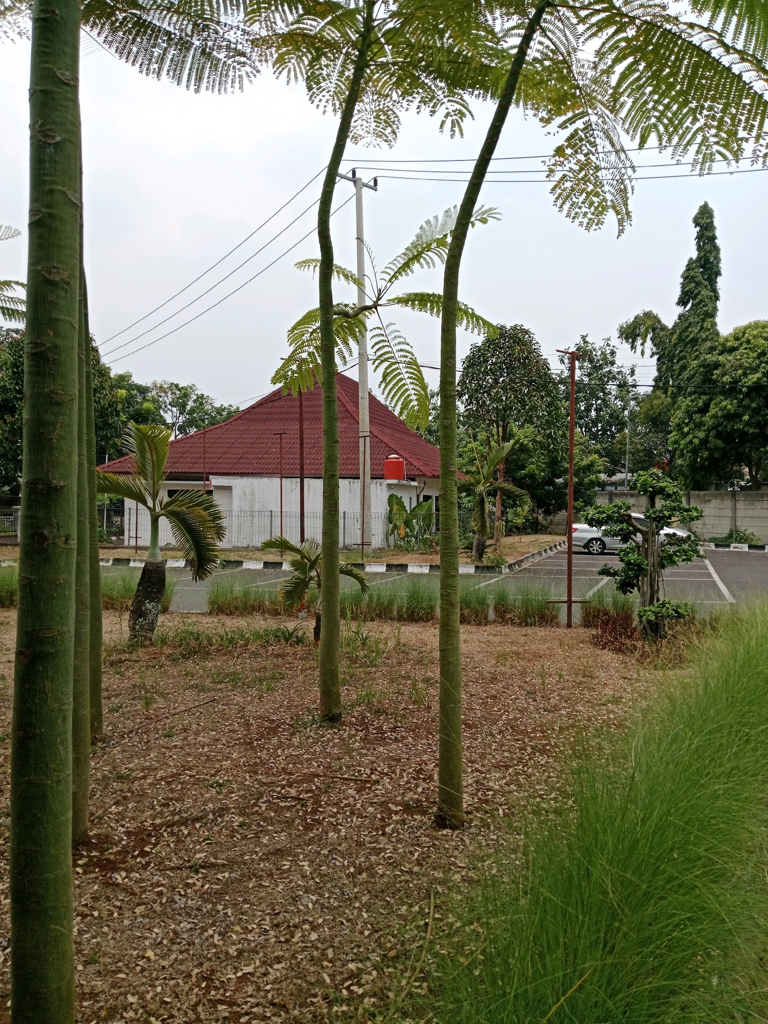 The image depicts a building with a red tiled roof in Karangtengah, Indonesia, surrounded by a garden and trees. The building appears to be a single-story structure with white walls. In front of the building, there is a paved area that could be a parking lot, with a silver car parked on the right side of the image. Several tall, slender trees with green trunks and feathery leaves are prominent in the foreground and middle ground. The ground is covered with dry leaves and some patches of grass. A tall, slender tree with a distinctive shape stands in the background on the right, behind the car. The sky is overcast. The scene suggests a serene environment, possibly a park, a residential area, or a small office building. There are no people visible in the image.