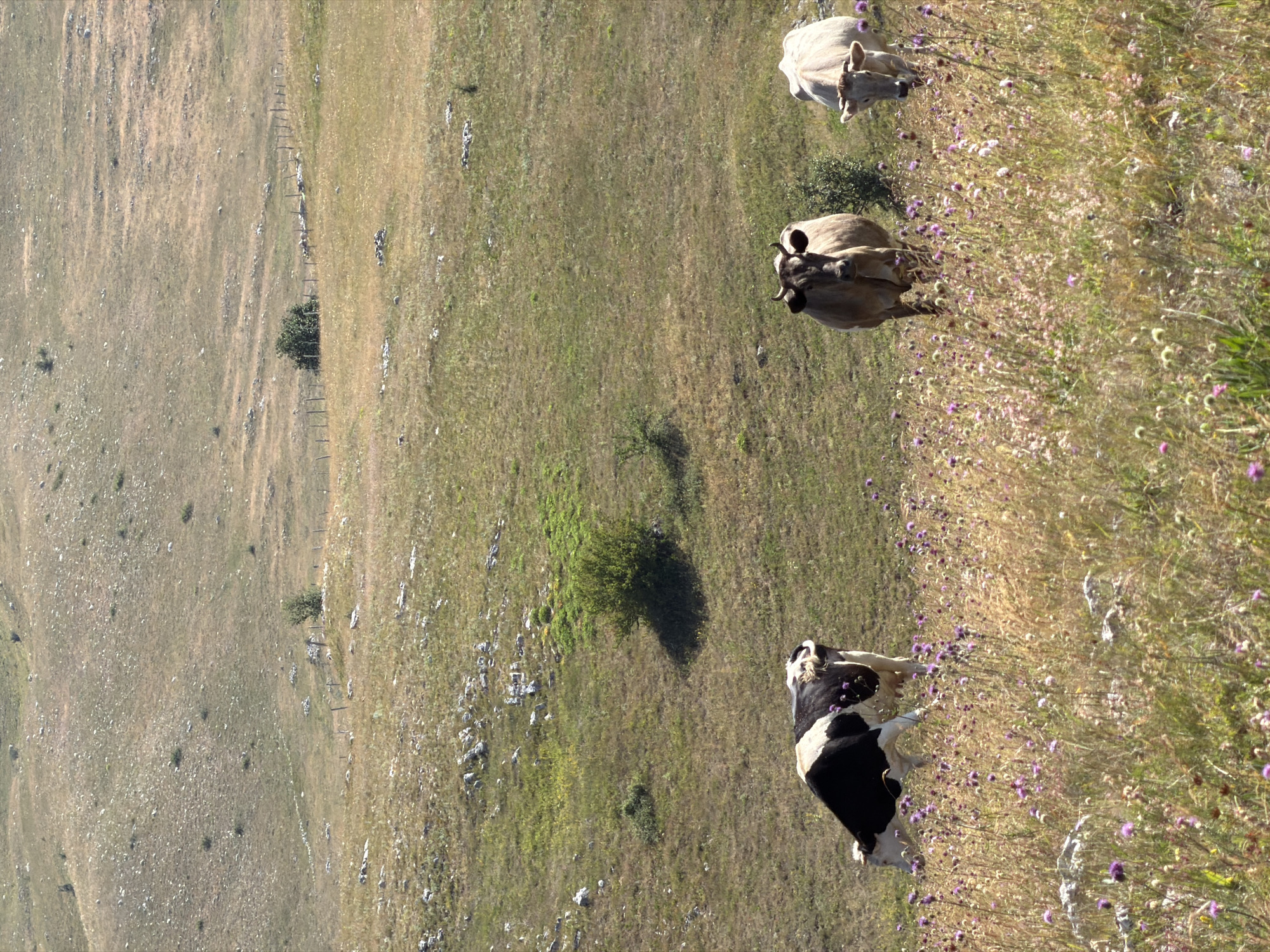 The image depicts a rural, hilly landscape in Dubljevići, Montenegro, bathed in bright sunlight. In the foreground, three cows are grazing in a meadow filled with tall, dry grasses and scattered purple wildflowers. The cow on the left is black and white, facing away from the camera. The cow in the center is a light brown color, facing forward. The cow on the right is a pale cream color, also facing forward. The middle ground shows more of the undulating terrain, with scattered bushes and a primitive fence line made of wooden posts. The background reveals a vast, arid hillside dotted with rocks and sparse vegetation, leading up to a hazy horizon. The overall impression is one of a serene, pastoral scene in a mountainous region.