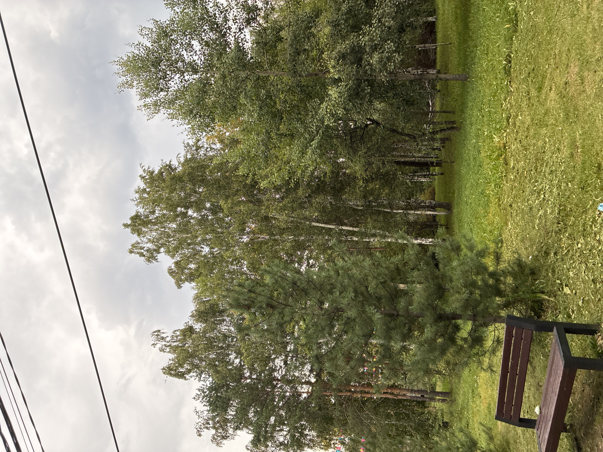 A park scene in Irkutsk, Russia, features a brown wooden bench with black metal legs in the foreground, positioned on a grassy area with scattered leaf litter. Behind the bench, a young, dense evergreen tree stands tall. In the background, a line of mature deciduous trees, including birch trees with their characteristic white bark, forms a dense forest. Overhead, utility wires are visible against an overcast sky. The ground is covered in green grass, with areas appearing freshly mown. The overall environment suggests a cool, possibly autumn day in a public park or wooded area.