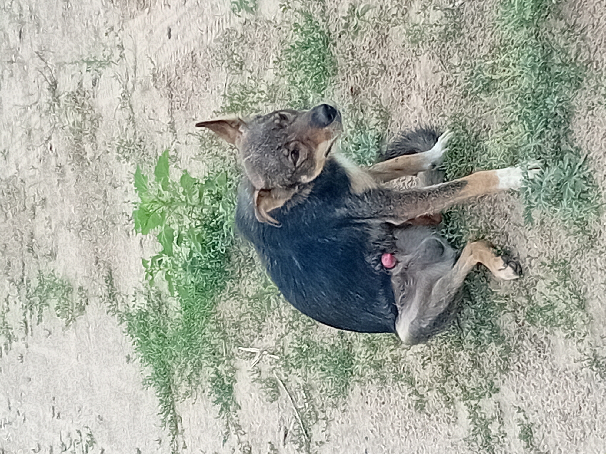 A medium-sized dog with dark fur on its back and tan fur on its legs is sitting on sandy ground with sparse green vegetation. The dog is facing to the right, with its head turned slightly towards the viewer. Its ears are pointed upwards, and its eyes are open. A pink object, possibly a part of the dog's anatomy, is visible between its hind legs. The ground is dry and sandy, with tire tracks visible in the background. The overall environment suggests an outdoor, possibly rural or undeveloped area, within the city of Semey, Kazakhstan.
