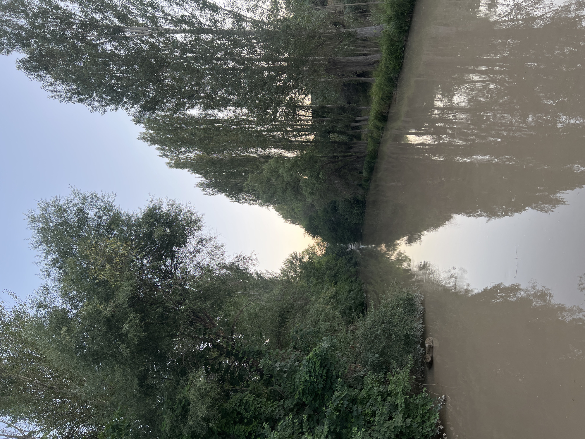 The image shows a calm, muddy river flowing through a landscape lined with trees. On the left bank, dense green foliage and trees dominate, while the right bank features a line of tall, slender trees that appear to be poplars. The sky above is clear with a pale blue hue, suggesting it is either early morning or late evening. The water reflects the trees and the sky, creating a symmetrical visual effect. A few logs are partially submerged in the water near the left bank. The scene is serene and natural, with no people or animals visible. The location is identified as Дачное, Kyrgyzstan.