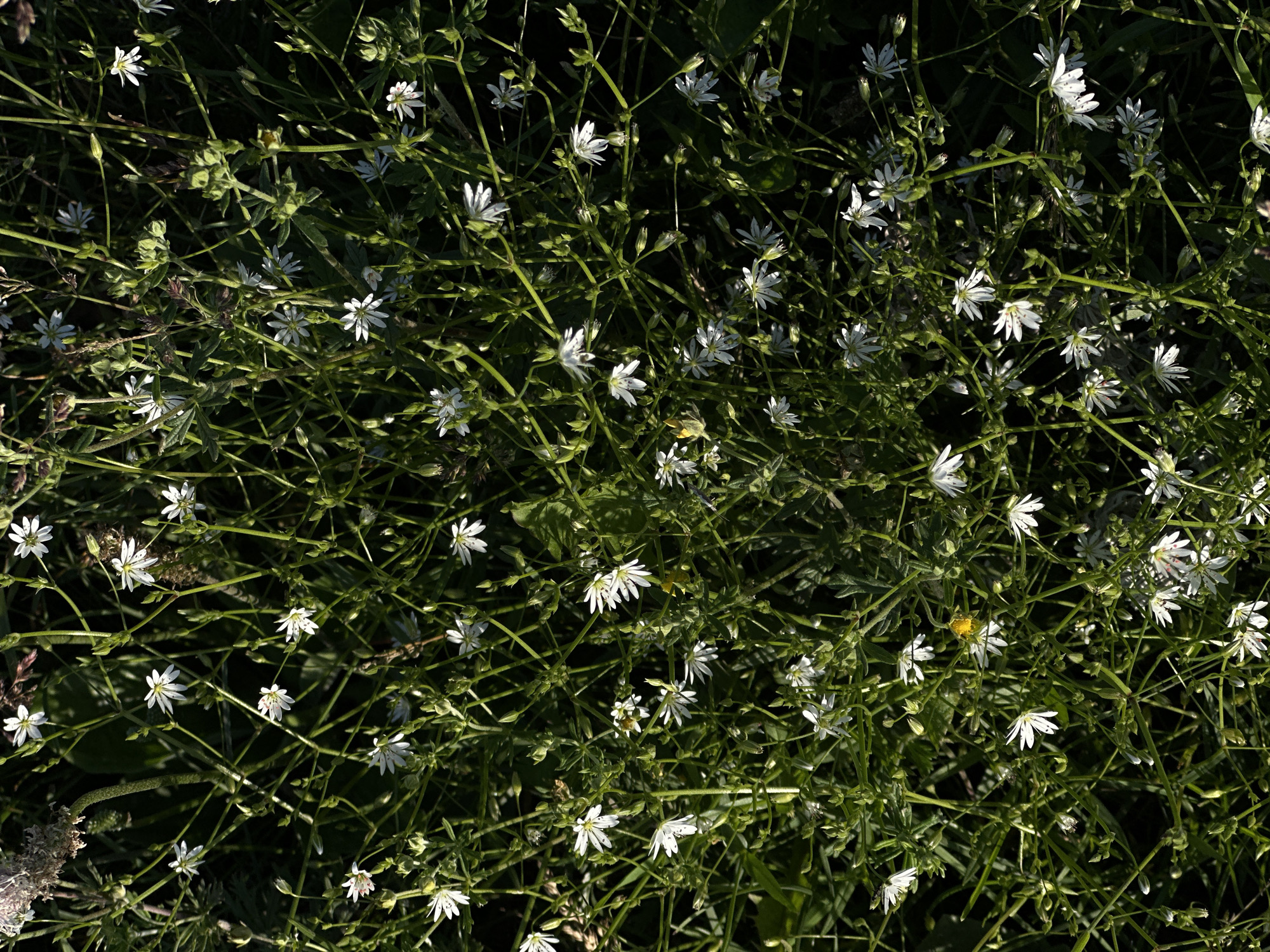 This is an aerial, full-frame shot of a dense thicket of small white flowers with green stems and leaves. The flowers are star-shaped with delicate white petals, some of which are tinged with red on the edges, and some have dark spots on the petals. The plants are intertwined and create a textured, natural scene. The lighting suggests it is daytime, with dappled sunlight creating shadows amongst the foliage. No people or animals are visible.