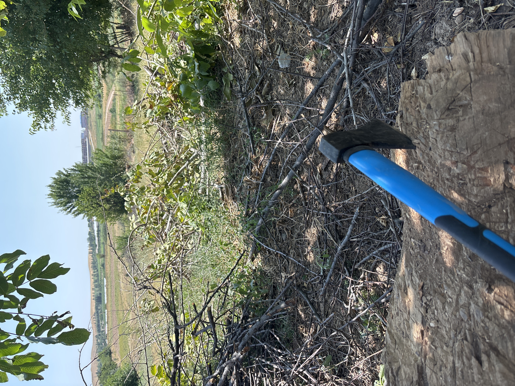 An axe with a blue handle is positioned in the foreground, its head resting on a rough-hewn log. Behind the log, a pile of branches and dried leaves covers the ground, with green foliage visible further back. In the distance, a field stretches out under a clear blue sky, with trees dotting the landscape and a few buildings visible on a distant hill. The scene suggests an outdoor environment, possibly a rural or semi-rural area within the Жібек жолы ауылдық округі of Kazakhstan, where clearing brush or chopping wood is taking place.