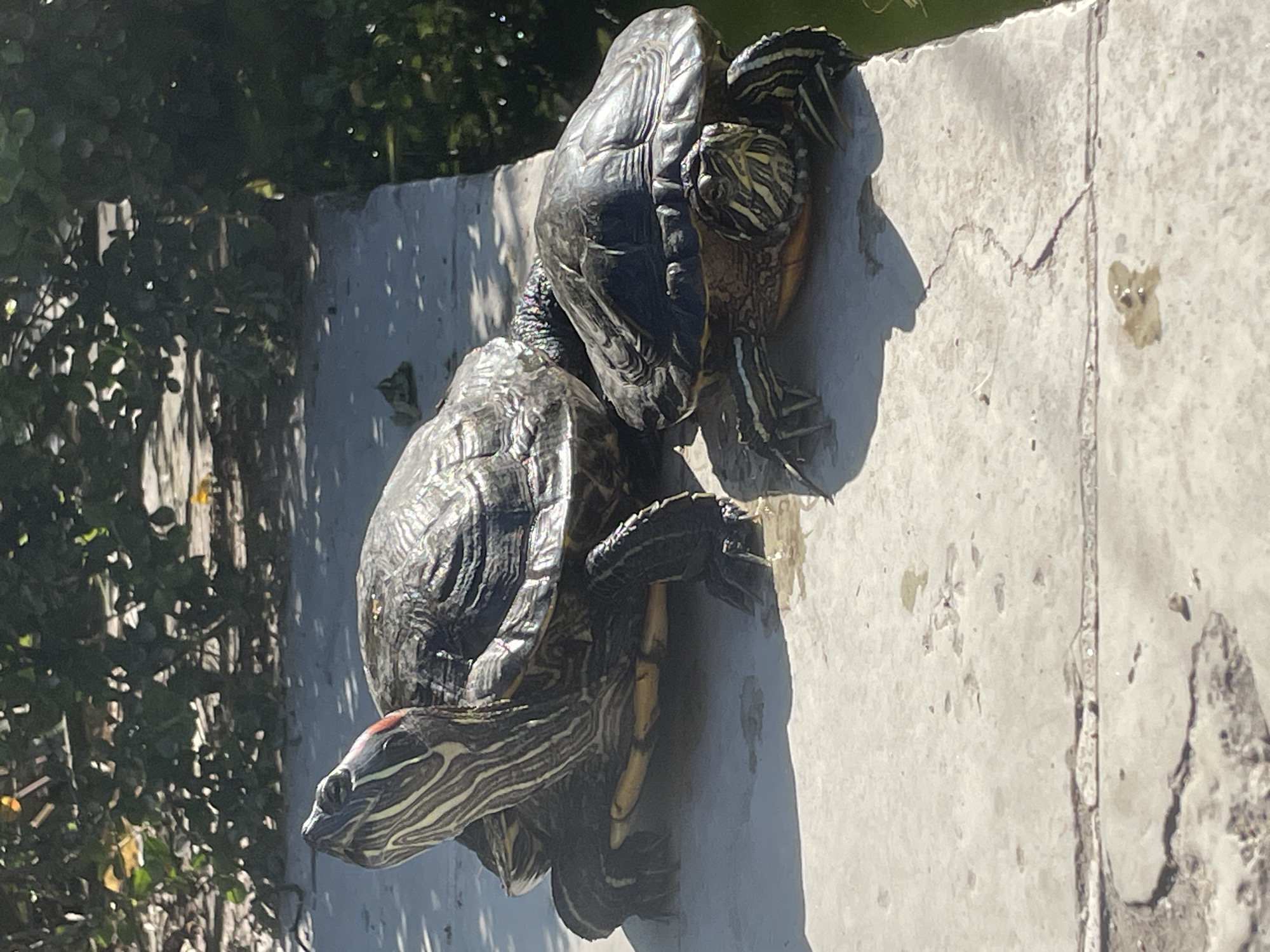 The image displays two red-eared slider turtles positioned on a sunlit concrete surface. The photograph appears rotated, with the concrete ledge extending vertically along the right side of the frame. Dense green foliage and trees are visible in the background on the left.
The lower turtle is prominently featured, with its head and neck extended towards the bottom left, showcasing its characteristic red patch behind the eye and striped green and yellow skin. Its dark, textured shell, with distinct scutes, is also visible.
Perched on top of the lower turtle, a second red-eared slider is partially obscured. This upper turtle faces towards the top right, away from the camera, with its dark, patterned shell and striped hind legs clearly visible. The turtles appear to be stacked, possibly basking or navigating the edge of a water body.
Strong, harsh shadows cast by the turtles are visible on the light-colored concrete, indicating bright daylight. The concrete surface shows some wear, cracks, and discolored patches. A narrow sliver of water is discernible along the top edge of the frame, suggesting the concrete forms the bank of a pond or similar water feature. The overall scene suggests a warm, sunny day in an outdoor, natural or park-like environment, consistent with the given location context of Sochi, Russia. No text is visible in the image.