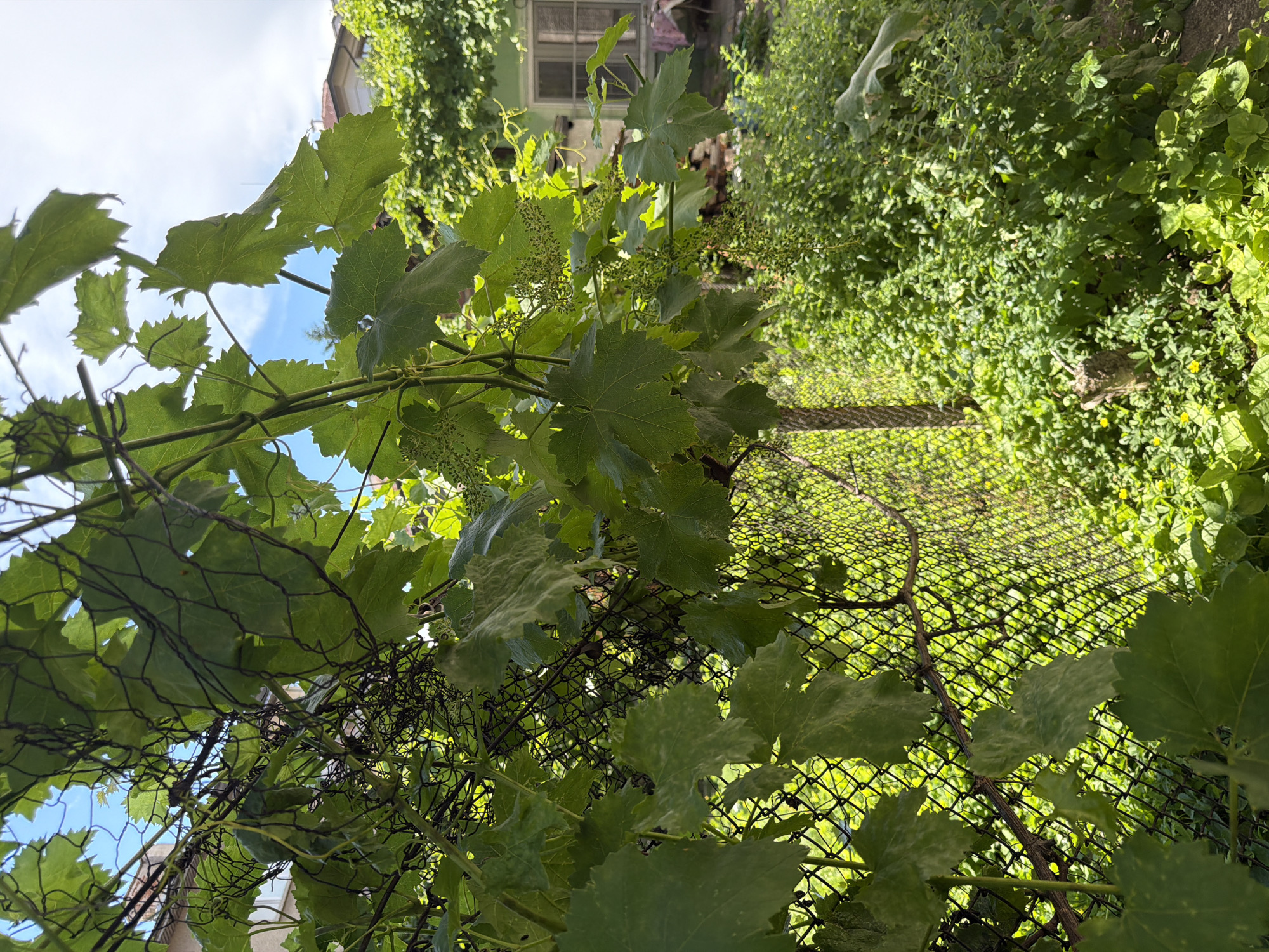 The image depicts a close-up view of a grape vine with large green leaves and developing grape clusters, growing over a wire mesh fence. Behind the fence, lush green vegetation and a building with a window are visible. The scene appears to be an outdoor garden or yard. The image was taken in Pazardzhik, Bulgaria, as indicated by the metadata. There are no people or animals present in the image. The time of day appears to be daytime, with sunlight filtering through the leaves.