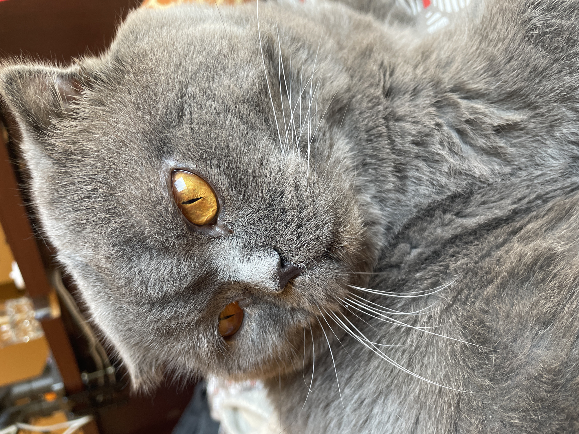 The image shows a close-up of a gray cat with golden eyes. The cat is lying down and its head is tilted. The background is out of focus but appears to be indoors, possibly on a bed or other soft surface. The cat's fur is short and dense. The cat's whiskers are white and long.