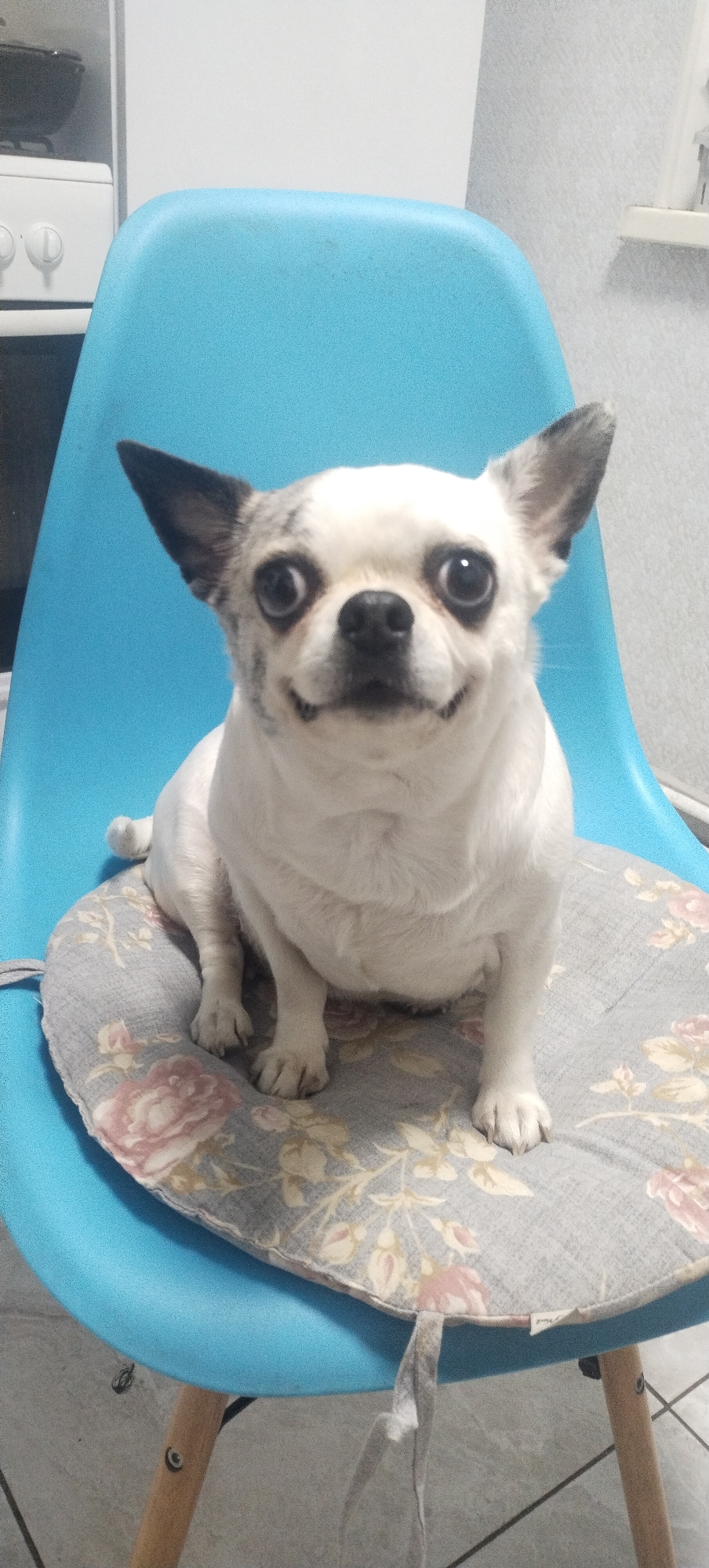 A white and gray chihuahua dog is sitting on a light blue chair with a floral cushion. The dog is looking directly at the camera with its mouth slightly open, revealing its teeth. The dog has large, dark eyes and erect ears. The chair has wooden legs and a curved back. The background is blurred, but it appears to be an indoor setting with white cabinets and a white appliance. There is no specific indication of the location being in the city of Pisochyn, Ukraine.