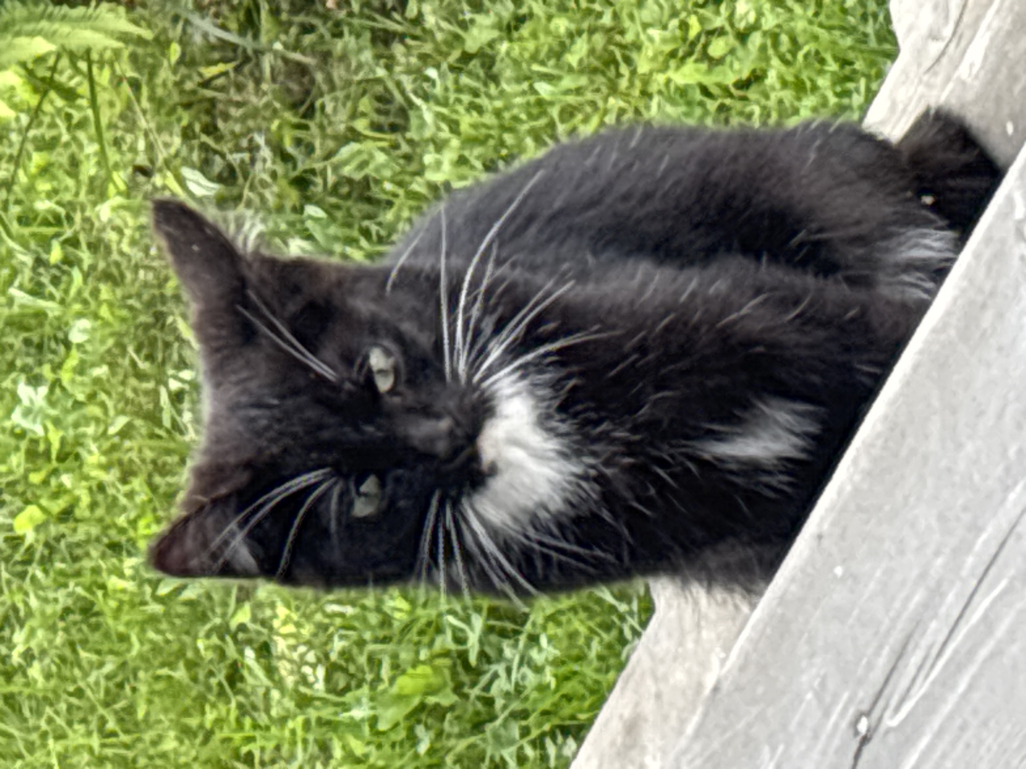 A black and white cat sits on a wooden surface. The cat has green eyes and a white chest. It is facing the camera, with its ears perked up. The background is a blur of green grass. The scene is outdoors.