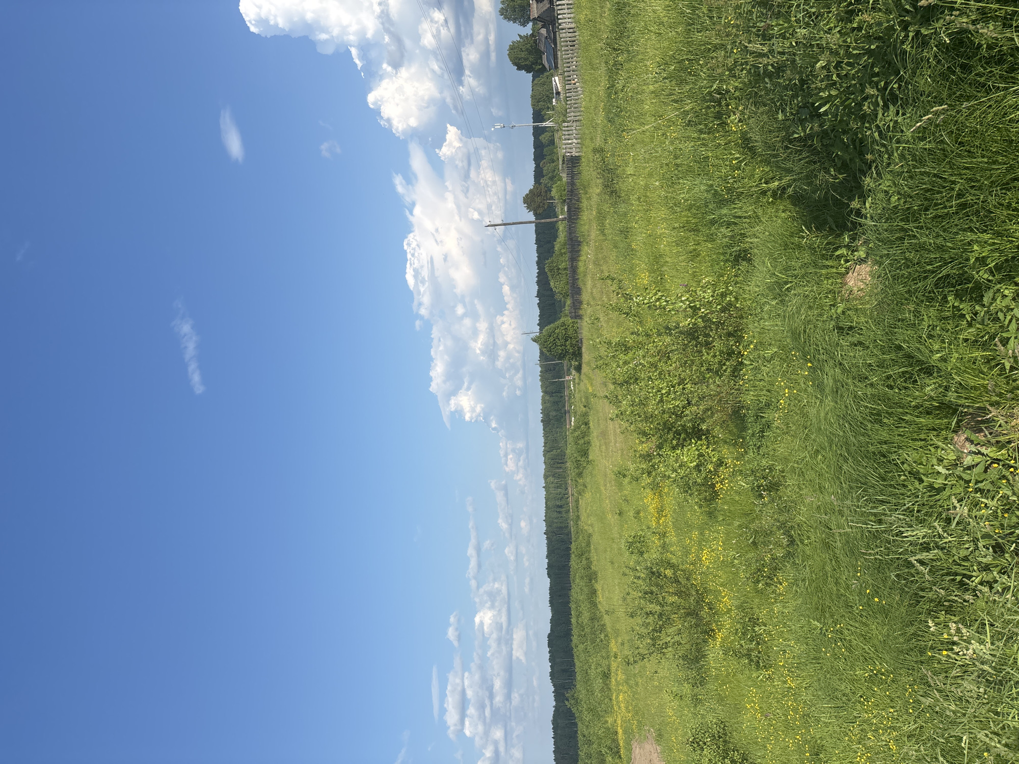 An outdoor, medium-angle shot captures a sunlit, rural landscape under a bright blue sky dotted with fluffy white clouds. In the foreground, a vast expanse of tall green grass and scattered yellow wildflowers dominates the scene. Several leafy green bushes are interspersed throughout the grassy area. Further in the distance, a dense line of dark green trees forms a forest horizon. To the right of the frame, a rustic wooden fence runs horizontally, bordering a few small, weathered wooden buildings. A wooden utility pole with wires stretches across the mid-ground, and a modern telecommunications tower is visible behind it. The overall impression is of a peaceful, natural setting in a rural village.