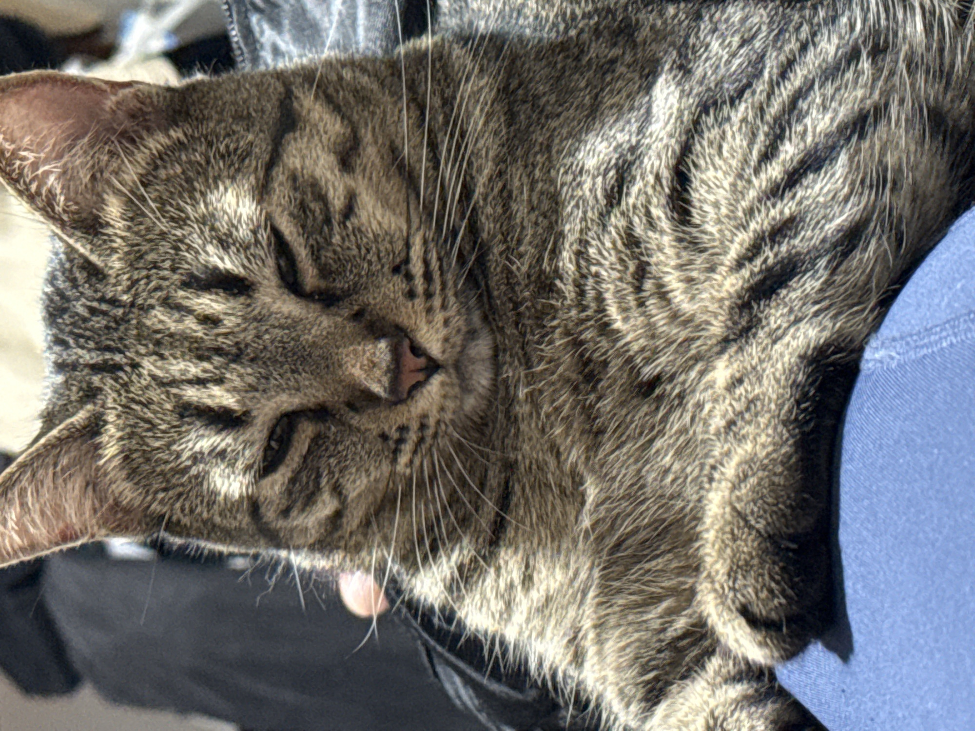 A tabby cat is lying down with its eyes closed. Its head is positioned towards the left side of the frame. Its body is visible on the right side, lying on a blue surface. The background is out of focus. The photo was not taken in Puebla, Mexico.