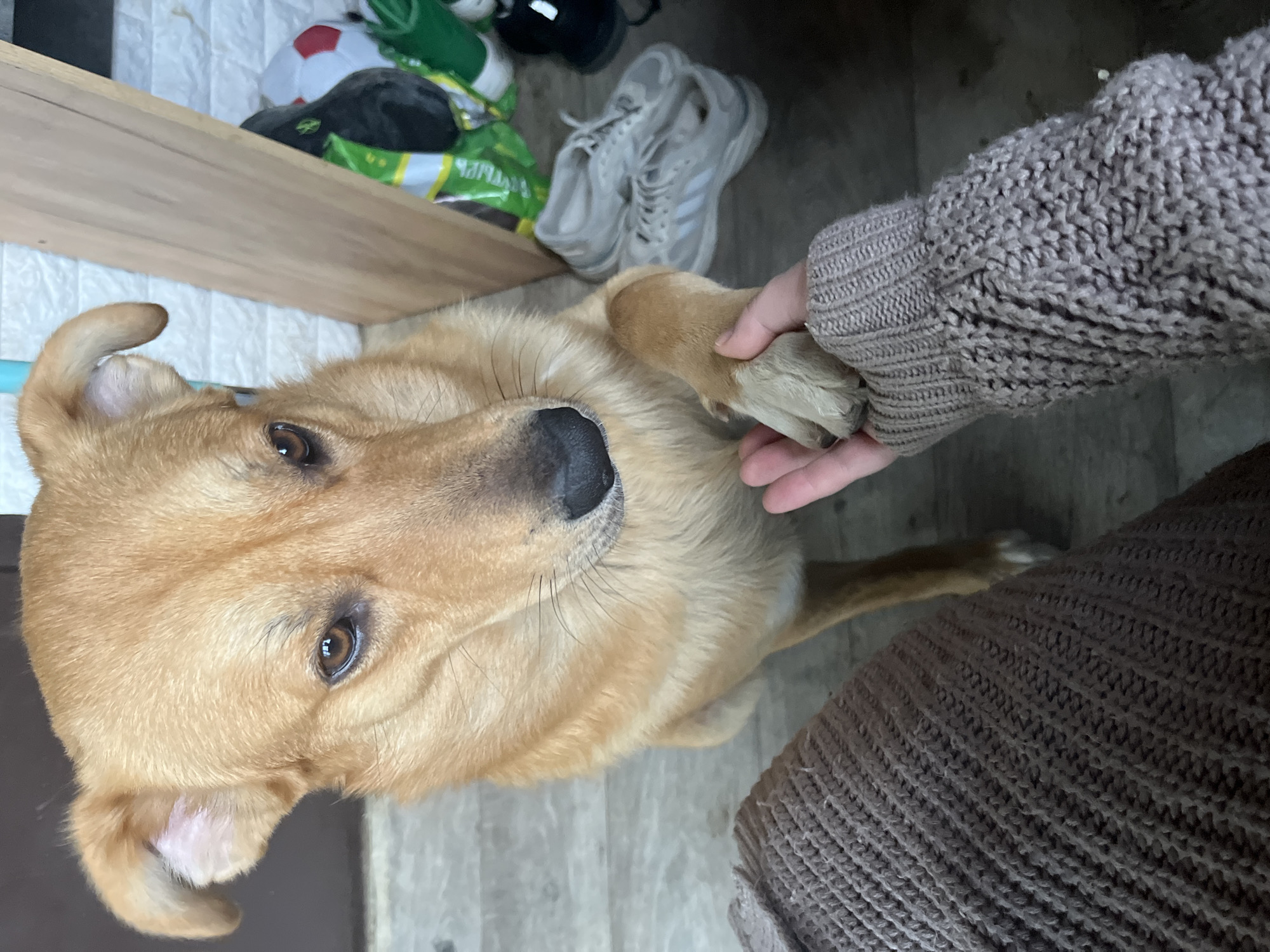 A tan dog looks up at the camera with its left paw in a person's hand. The person is wearing a brown knit sweater. In the background is a shelf with a white brick pattern on the wall behind it. The shelf holds a white soccer ball, a black object, and a green object with a bag of chips. In the upper right of the frame, white tennis shoes sit on the floor. The floor appears to be a light grey color. The location of this image is not discernible based solely on the visual content, and therefore I cannot confirm it is in Vesyoloye, Russia.