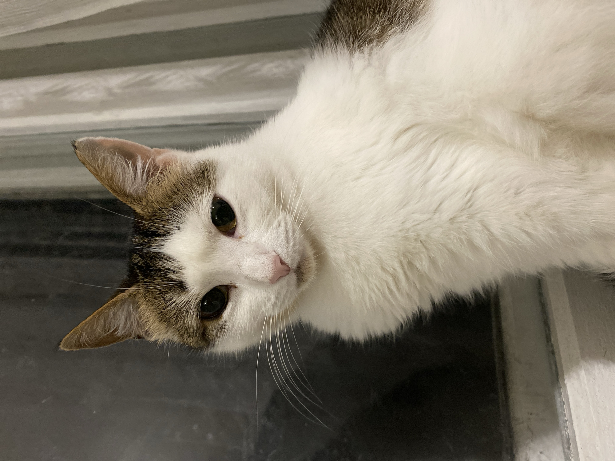 A close-up, eye-level shot shows a white and brown cat with large, dark eyes and pointed ears looking directly at the camera. The cat's fur is predominantly white, with patches of brown and black on its head and back. The cat is positioned on a ledge or windowsill, with a dark, reflective surface to its left and a curtain with vertical stripes to its right. The lighting is dim, creating shadows and highlighting the texture of the cat's fur. The background is out of focus.