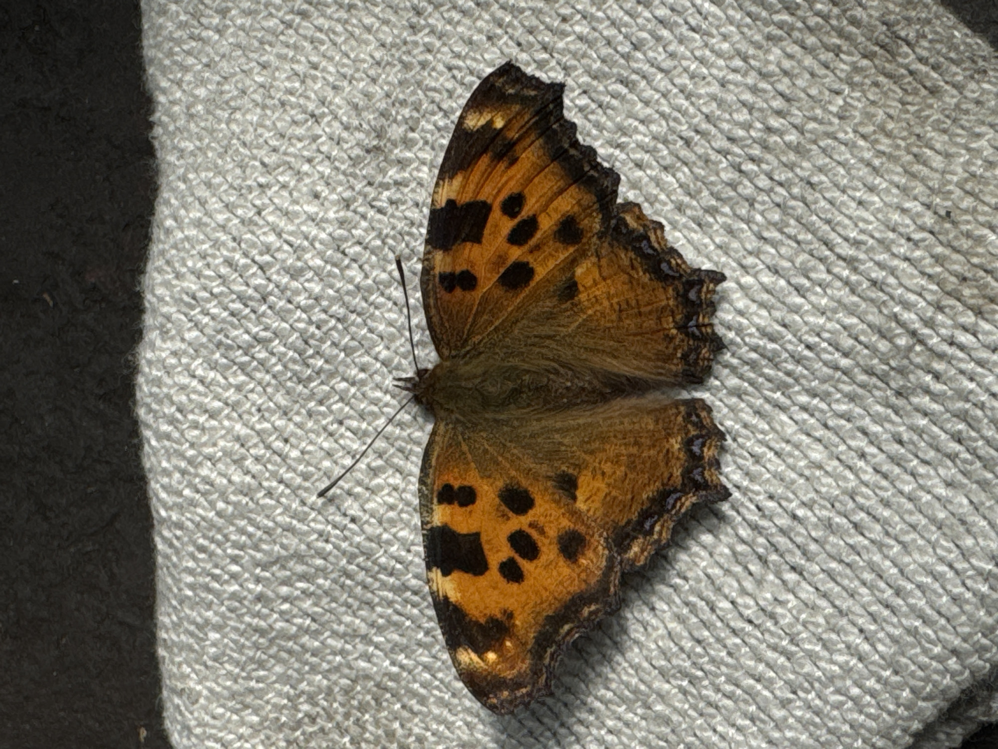 A butterfly with orange and black markings rests on a textured, light-colored surface. The butterfly's wings are spread open, revealing a pattern of dark spots and scalloped edges. The surface it rests on appears to be fabric, possibly a towel or cloth, with a visible weave. Above the fabric, a dark, indistinct background is present. The image was taken in Wettstetten, Germany.