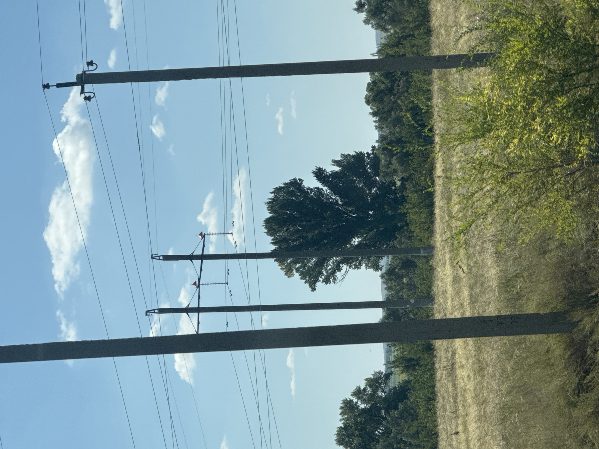This is a photograph taken from a moving vehicle looking out at a rural landscape under a clear blue sky with scattered white clouds. In the foreground, three tall, gray concrete power poles are visible, spaced horizontally across the frame. The poles have dark cables strung between them, supported by insulators.
Behind the power poles, a field of dry, golden grass stretches towards a dense line of green trees and bushes. In the mid-ground, a large, dark green deciduous tree with a full, rounded canopy stands prominently. Further in the distance, rolling hills are visible on the horizon. The overall scene suggests a warm, sunny day in a rural area. The image does not contain any people or discernible structures within Klenovyi, Russia.
