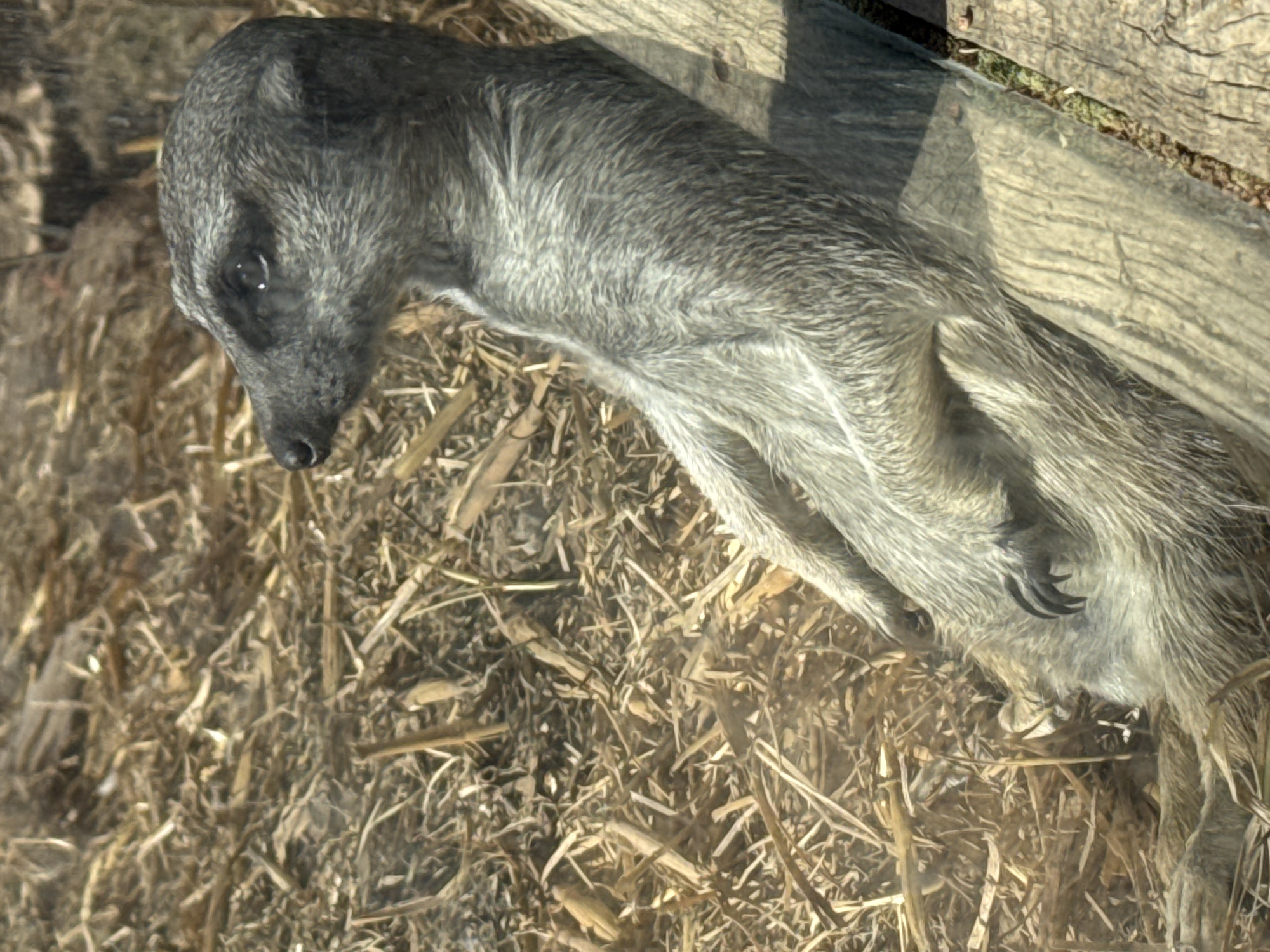 A meerkat lies on its side in a bed of straw, partially obscured by a clear barrier, possibly glass or plexiglass. Its head is turned slightly to the left, revealing its dark eyes and nose. The meerkat's fur is gray and speckled. Its front paws are visible, with sharp claws. A wooden structure, possibly a fence or frame, is behind the meerkat. The location is likely a zoo or animal enclosure in Stellenbosch Nu, South Africa, based on the request context.