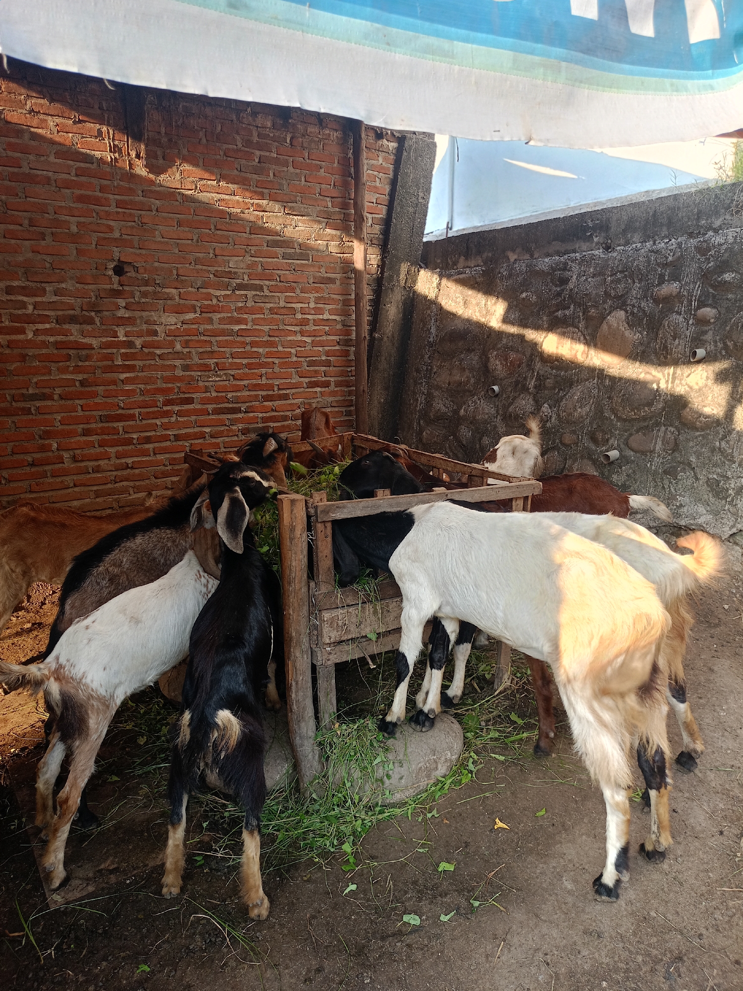 In Lhokseumawe, Indonesia, a group of approximately eight goats are gathered around a wooden feeding trough filled with green vegetation. The goats exhibit varied coloration, including black, white, and brown patterns. A low brick wall forms the backdrop on one side, while a rough stone wall is present on the other. Some sort of awning is visible above. The ground is bare dirt.