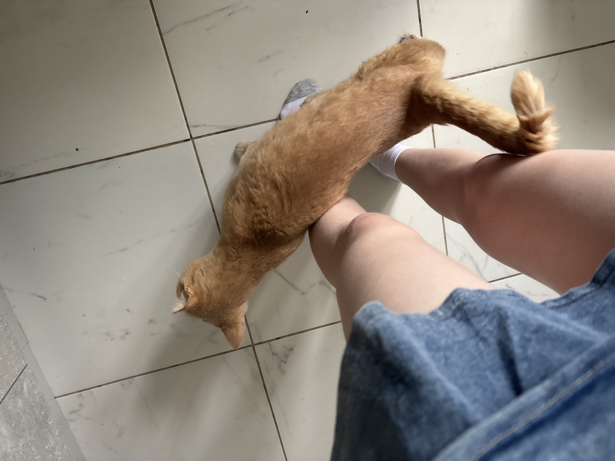 A ginger cat with white socks on its paws walks on a tiled floor next to a person's legs. The person is wearing a blue denim skirt and white socks. The cat's tail is raised and fluffy. The scene appears to be indoors, likely in a home. The lighting suggests it could be daytime. There is no visible text in the image.